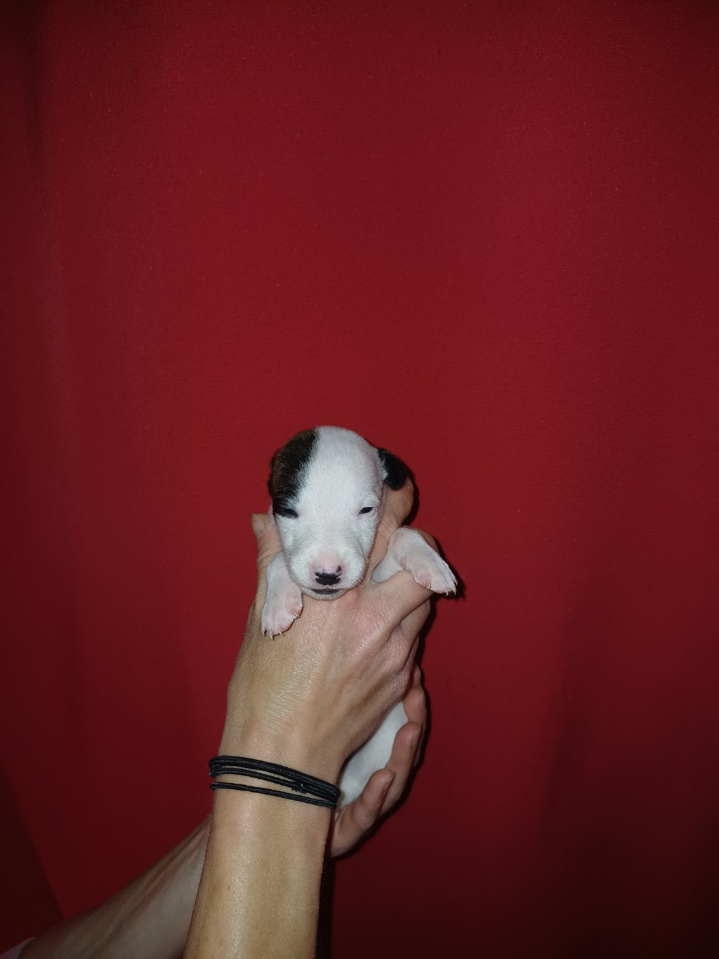 De Lev'horse - Chiots disponibles - Whippet
