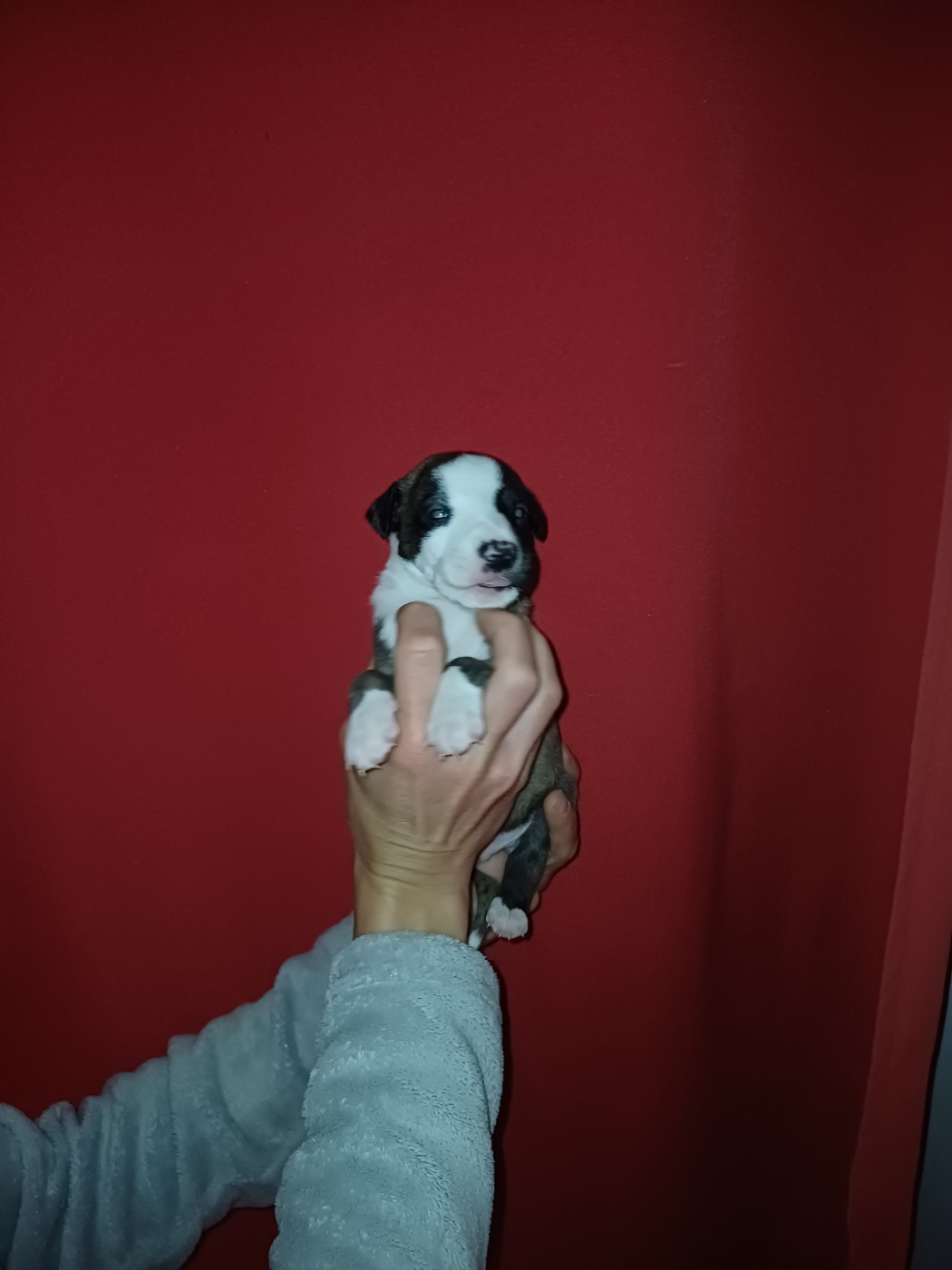 De Lev'horse - Chiots disponibles - Whippet