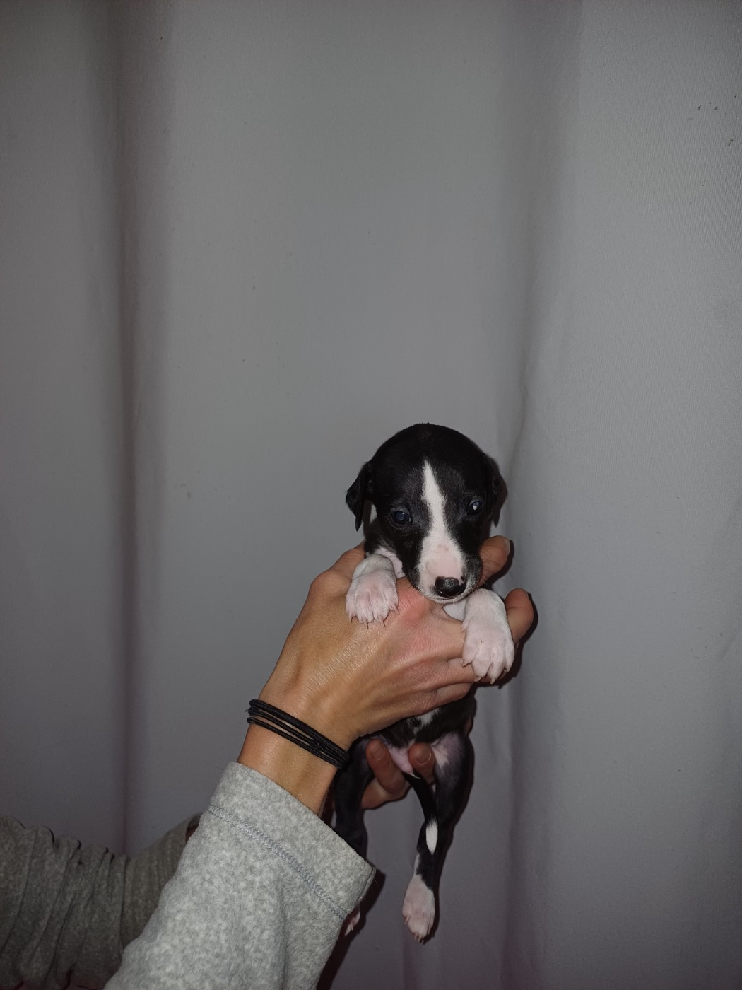 De Lev'horse - Chiots disponibles - Whippet