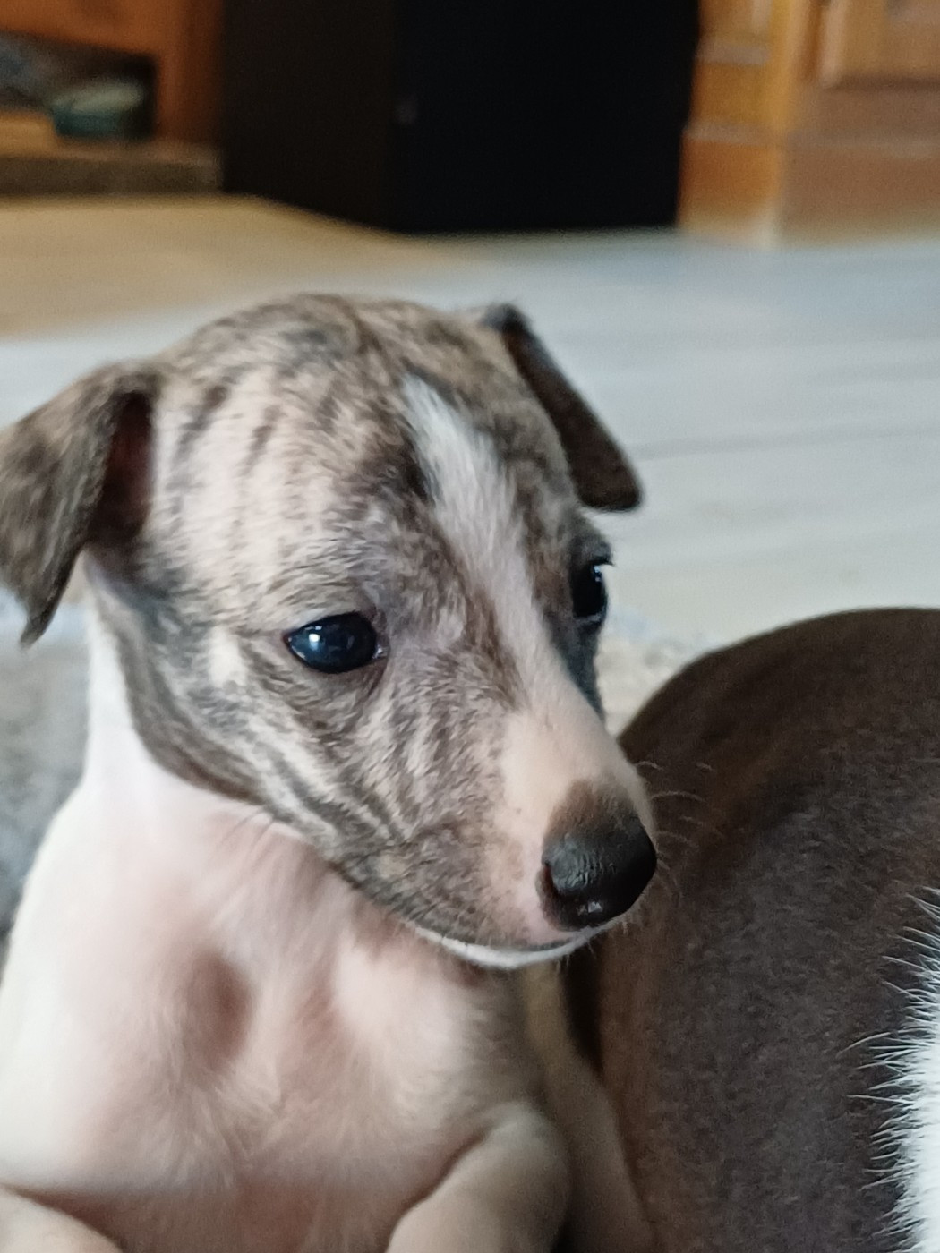 De Lev'horse - Chiots disponibles - Whippet