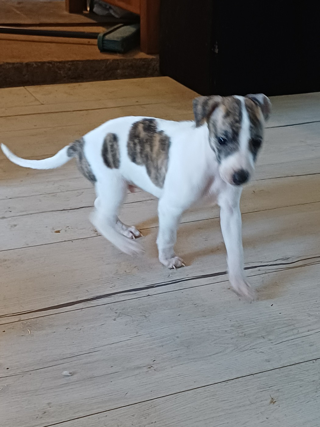 De Lev'horse - Chiots disponibles - Whippet