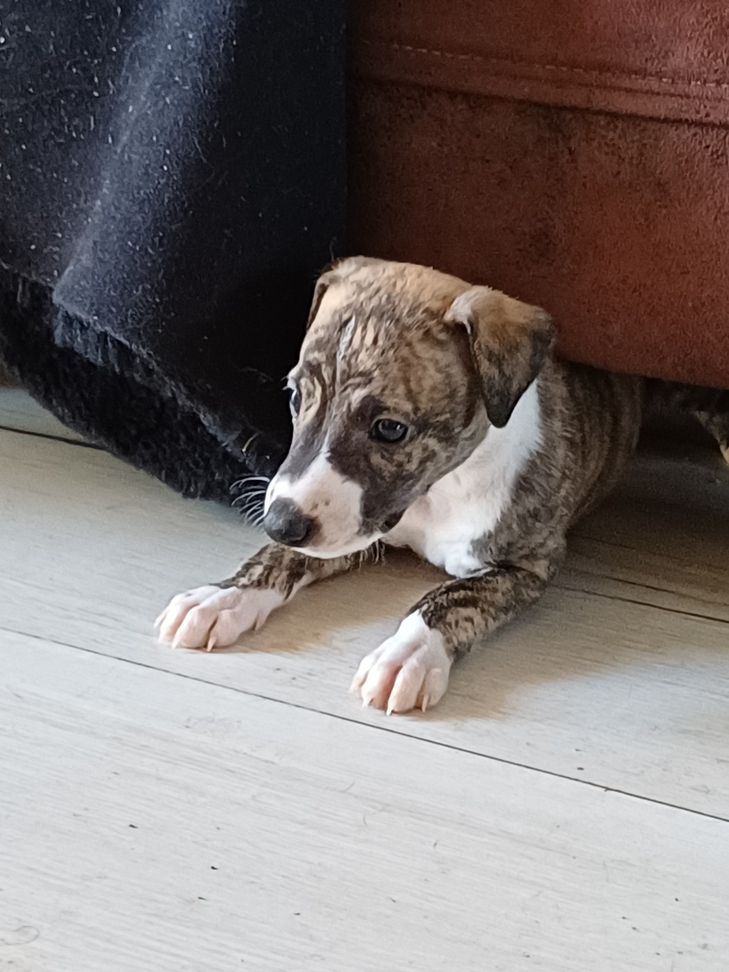 De Lev'horse - Chiots disponibles - Whippet