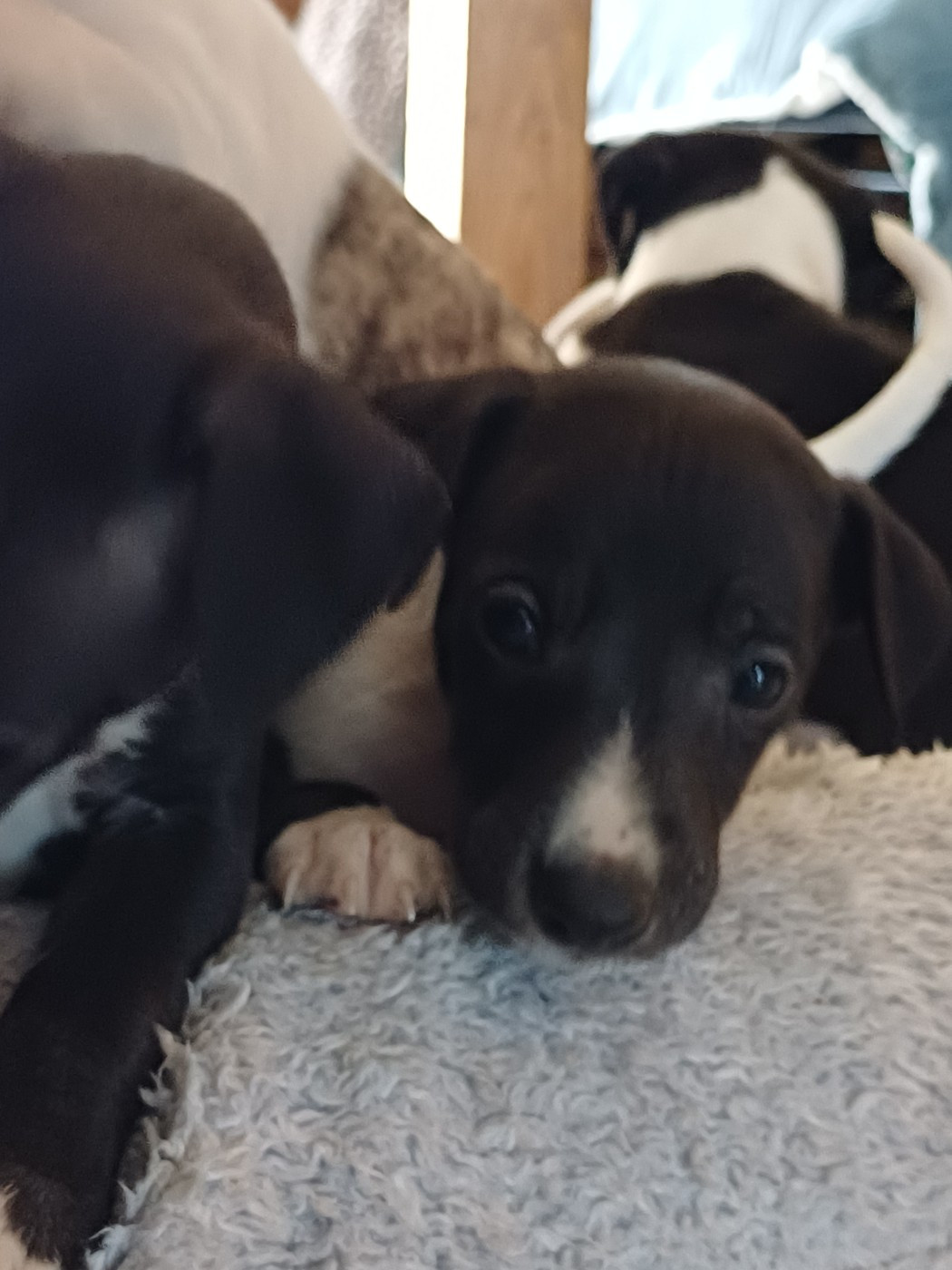 De Lev'horse - Chiots disponibles - Whippet
