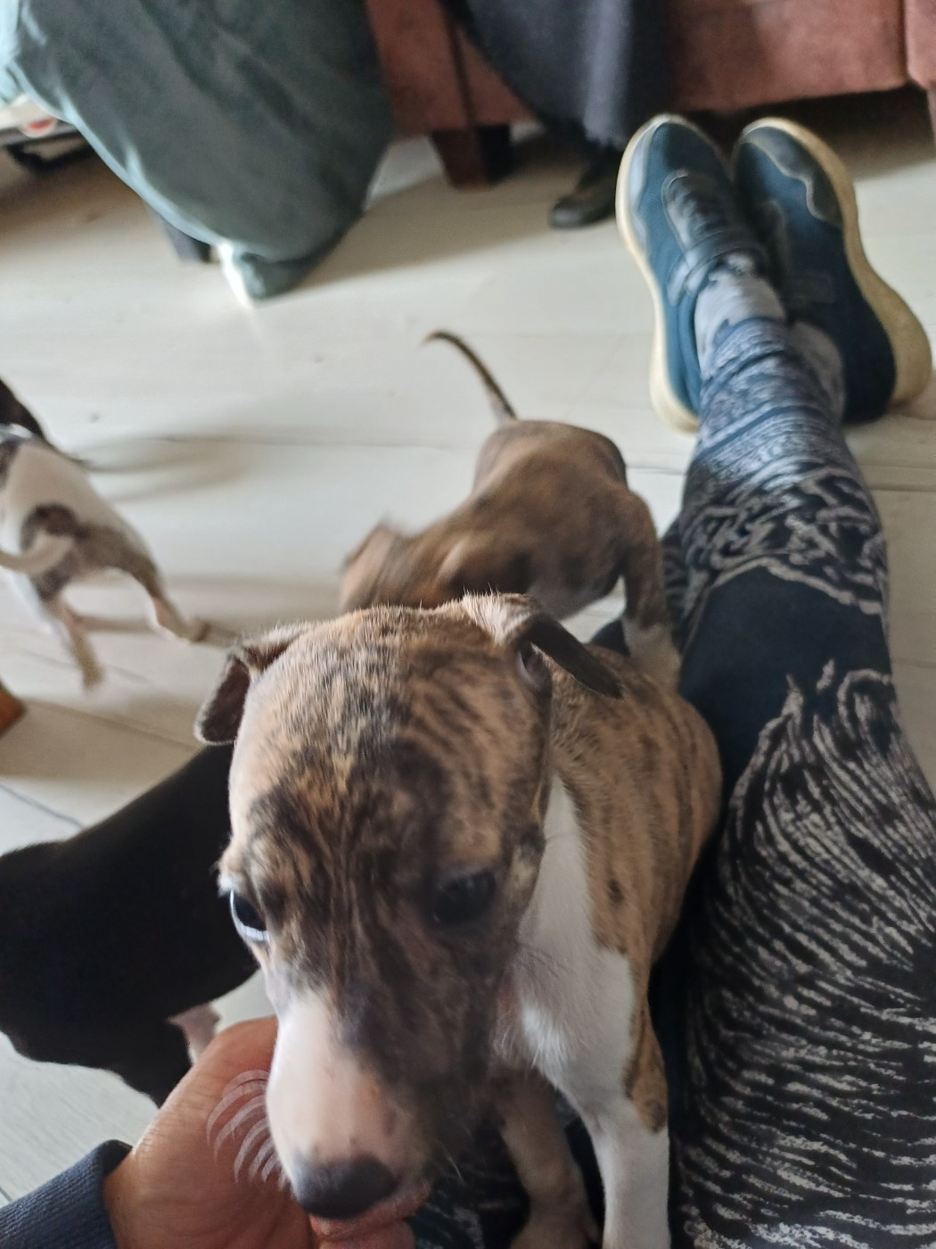 De Lev'horse - Chiots disponibles - Whippet