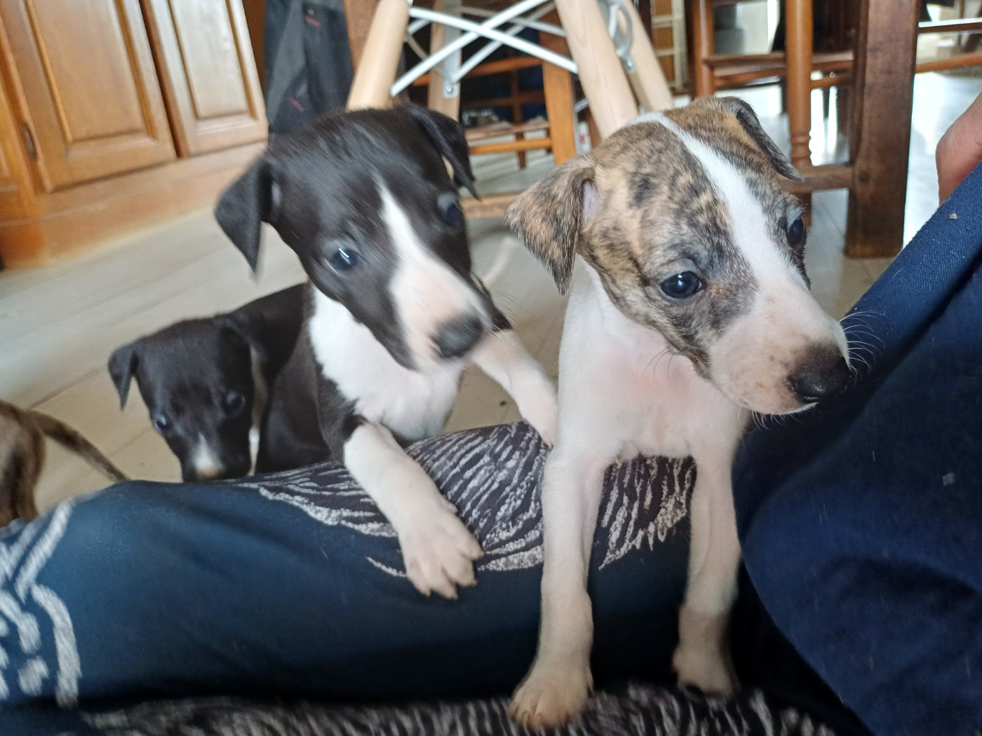 De Lev'horse - Chiots disponibles - Whippet