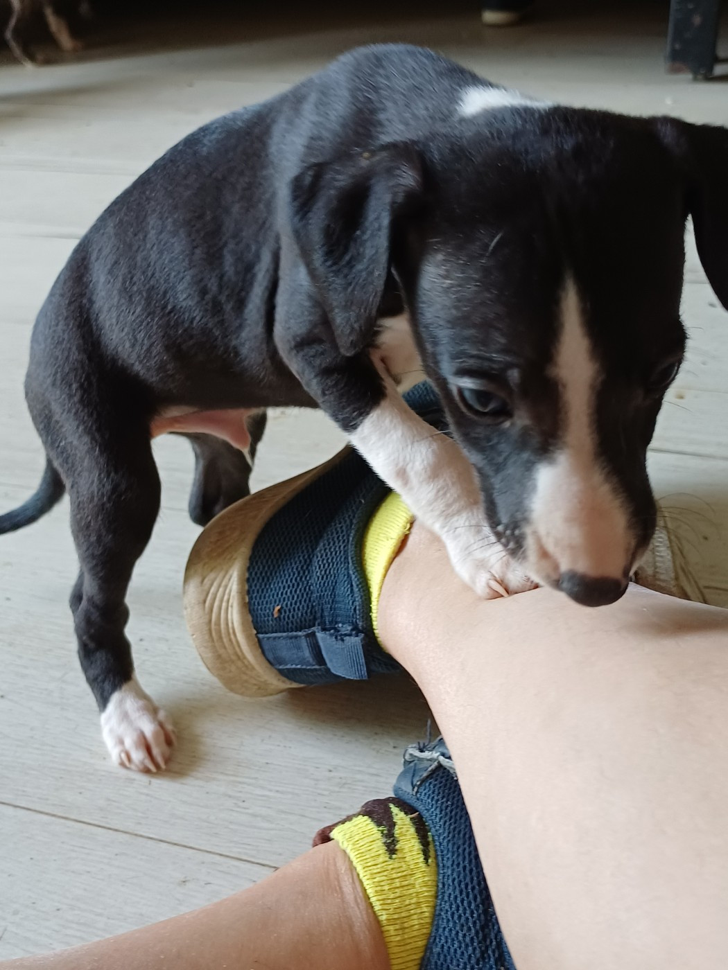De Lev'horse - Chiots disponibles - Whippet