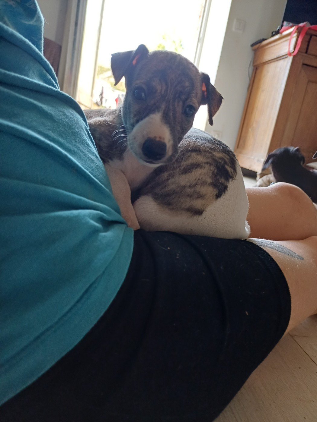 De Lev'horse - Chiots disponibles - Whippet
