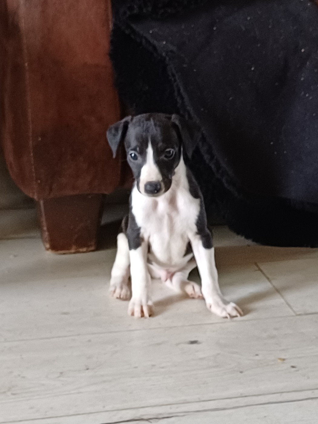 De Lev'horse - Chiots disponibles - Whippet