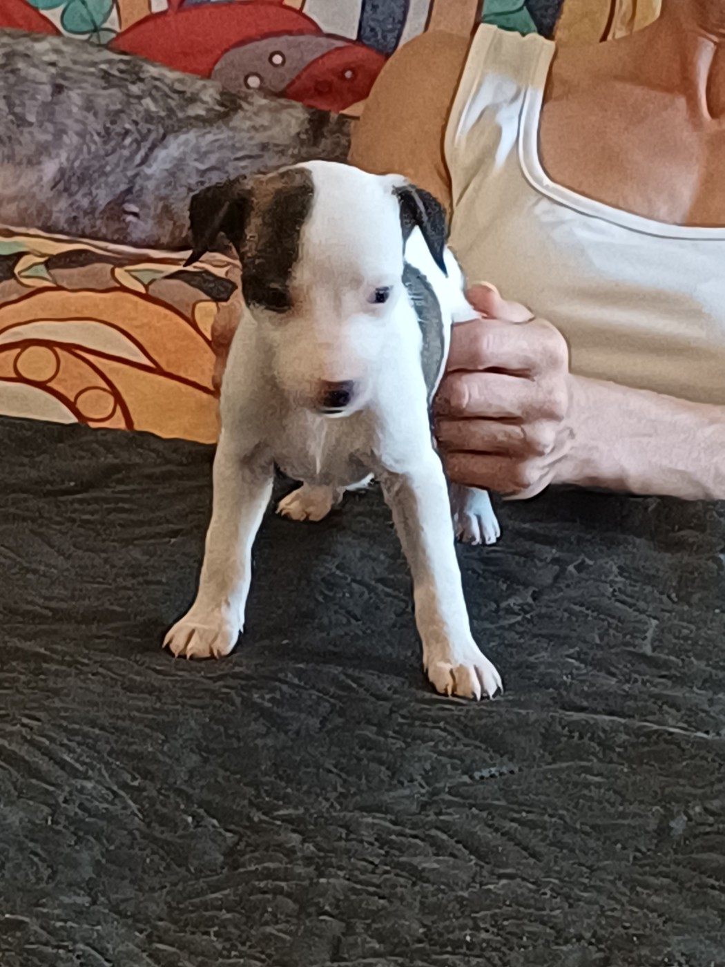 De Lev'horse - Chiots disponibles - Whippet