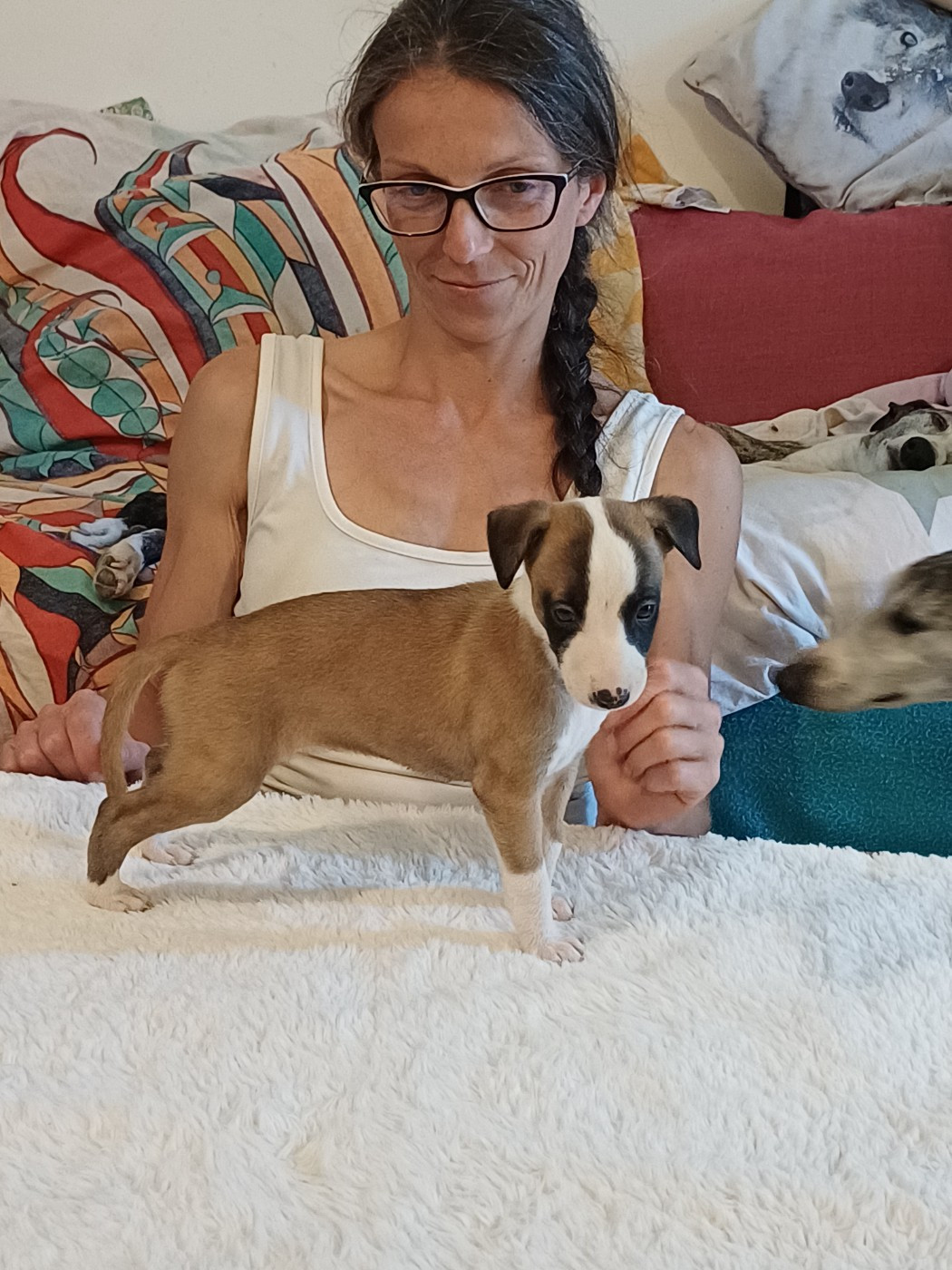 De Lev'horse - Chiots disponibles - Whippet