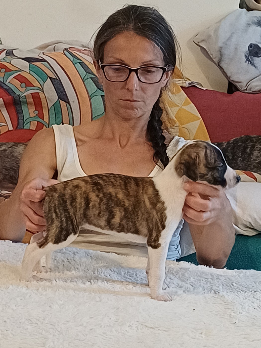 De Lev'horse - Chiots disponibles - Whippet