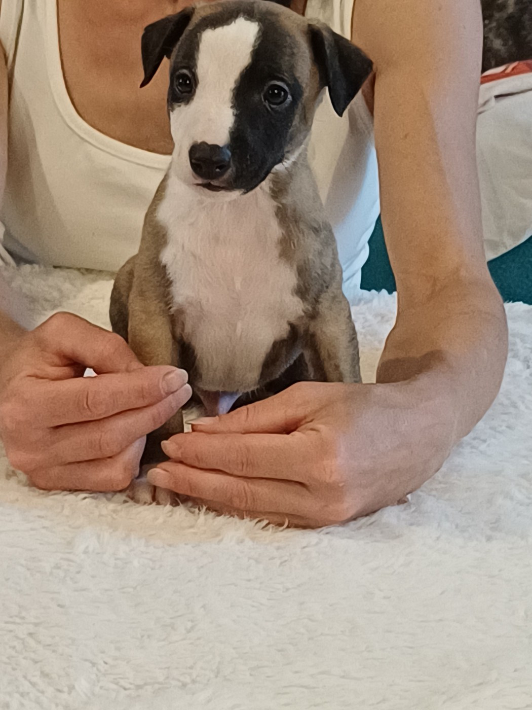 De Lev'horse - Chiots disponibles - Whippet