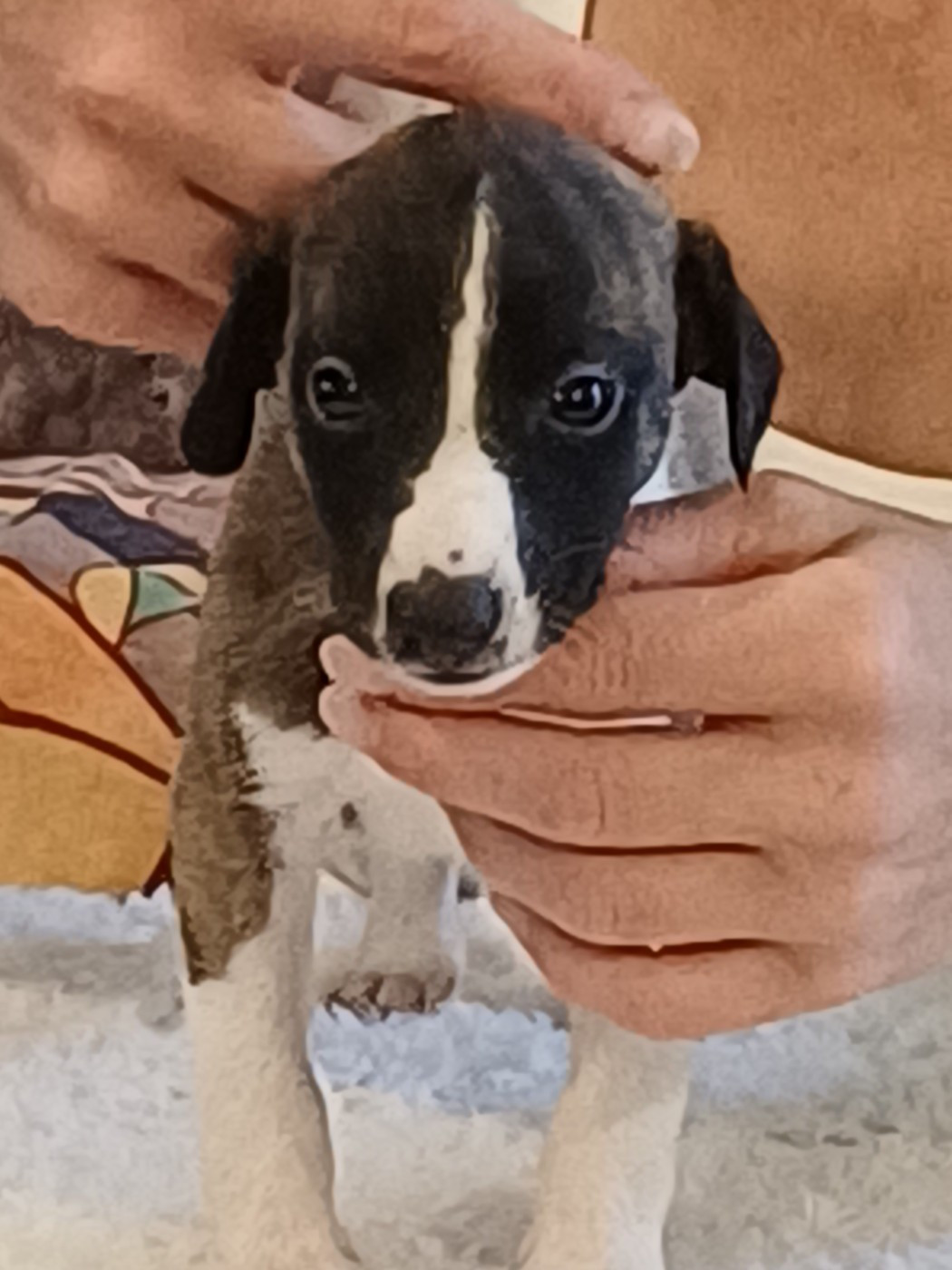 De Lev'horse - Chiots disponibles - Whippet