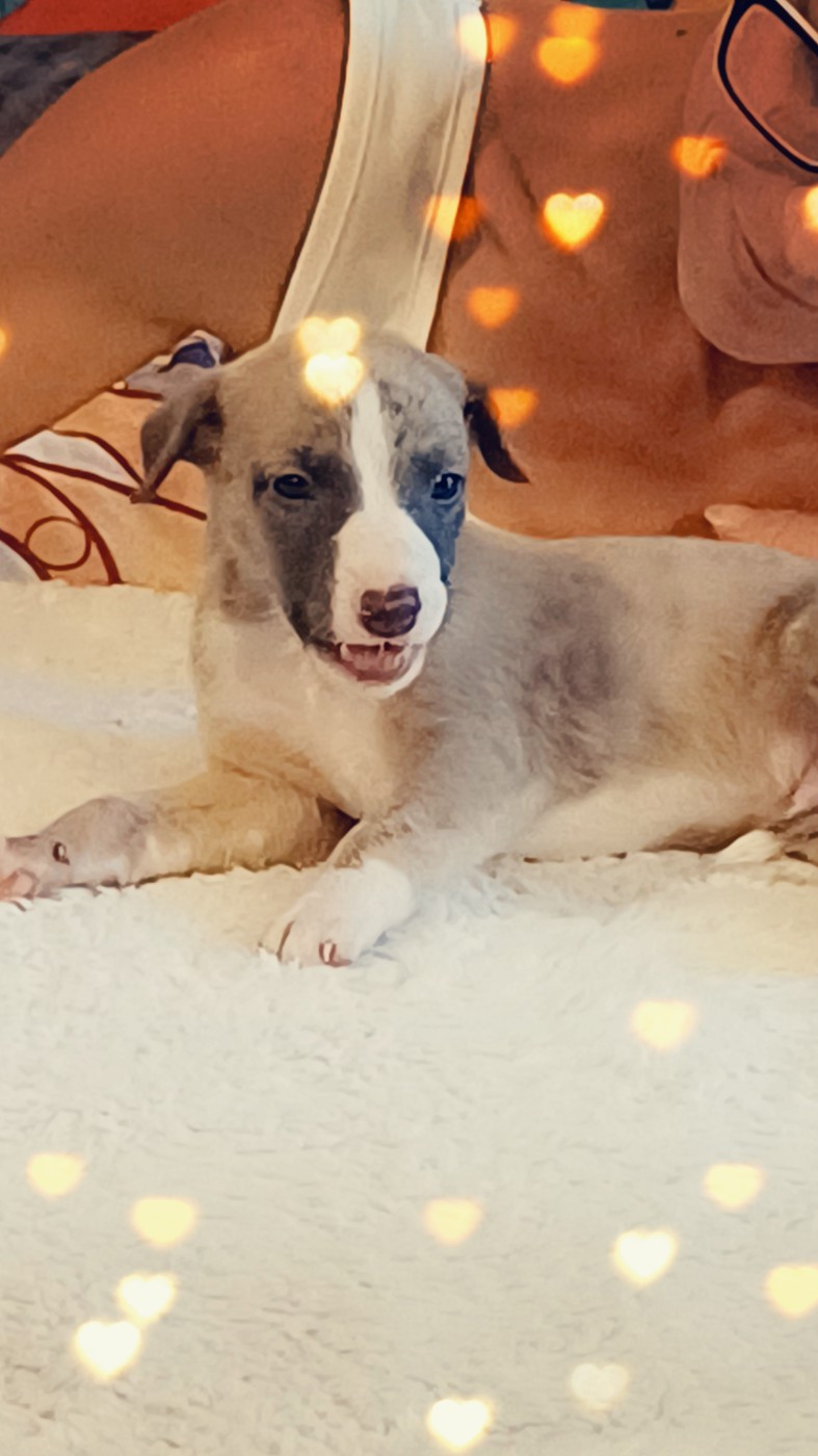 De Lev'horse - Chiots disponibles - Whippet