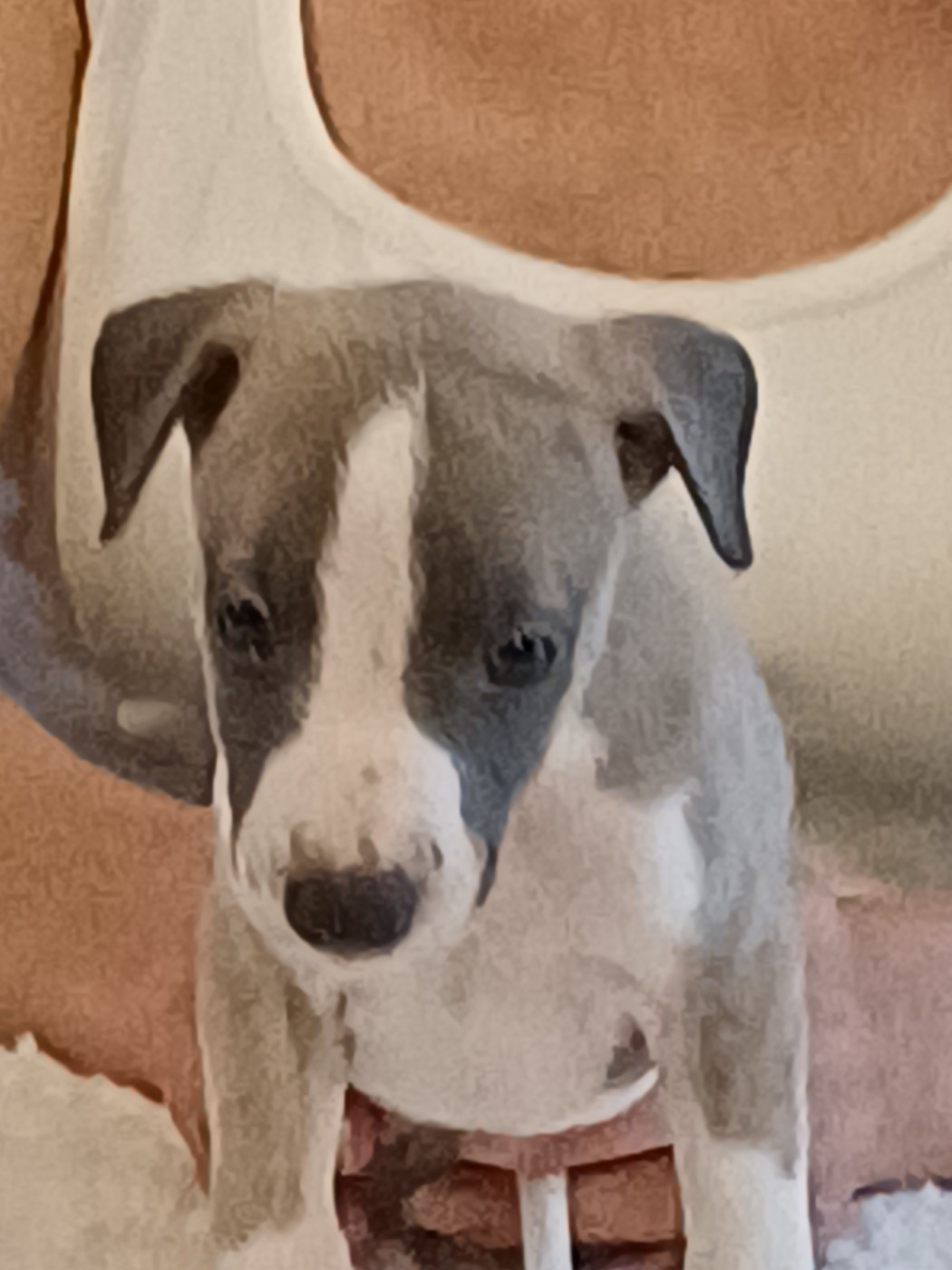 De Lev'horse - Chiots disponibles - Whippet