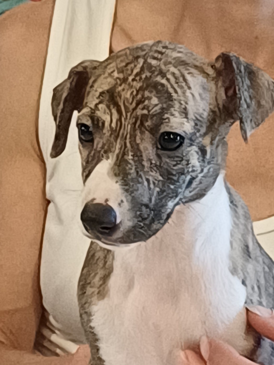 De Lev'horse - Chiots disponibles - Whippet