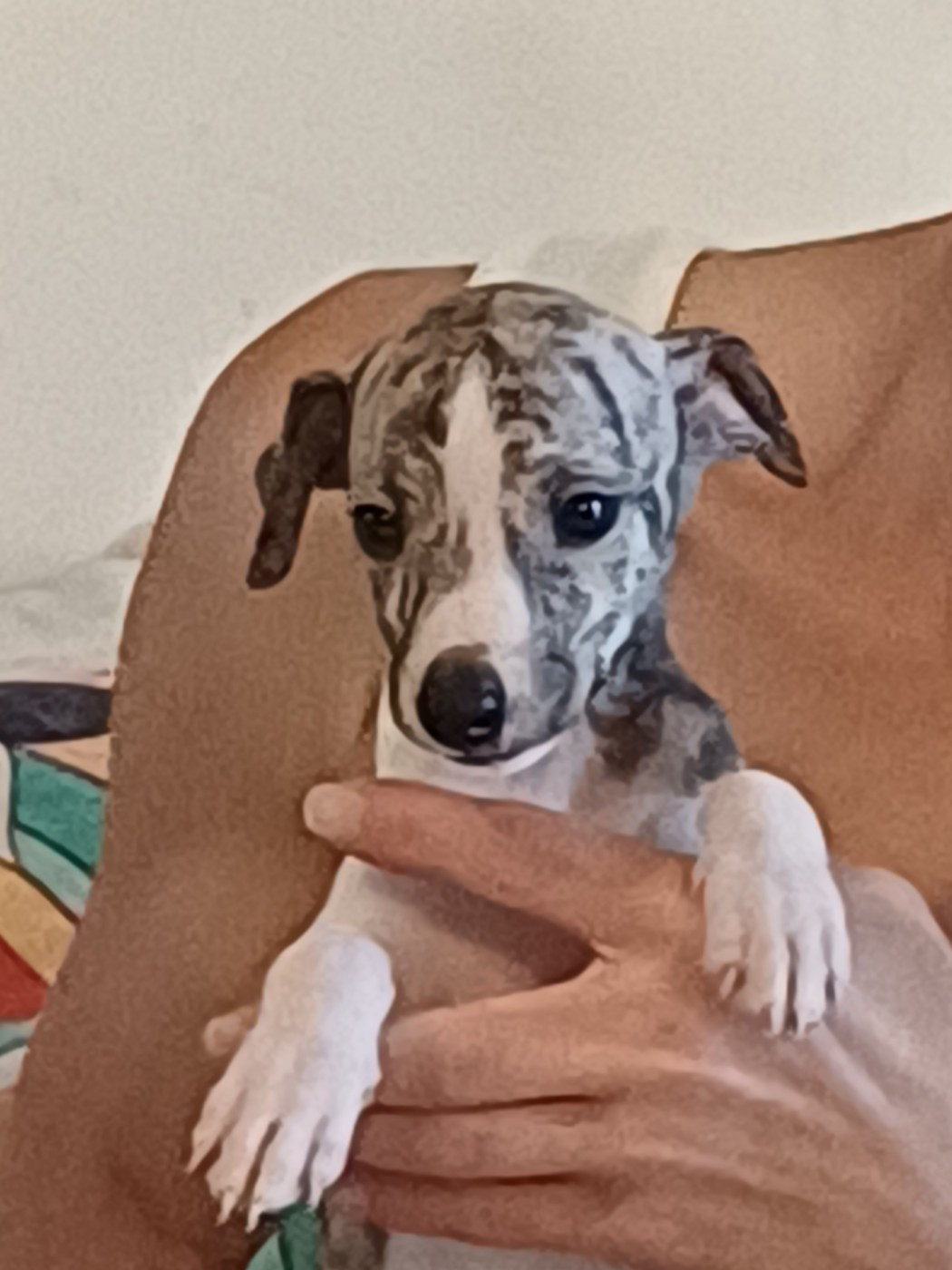 De Lev'horse - Chiots disponibles - Whippet