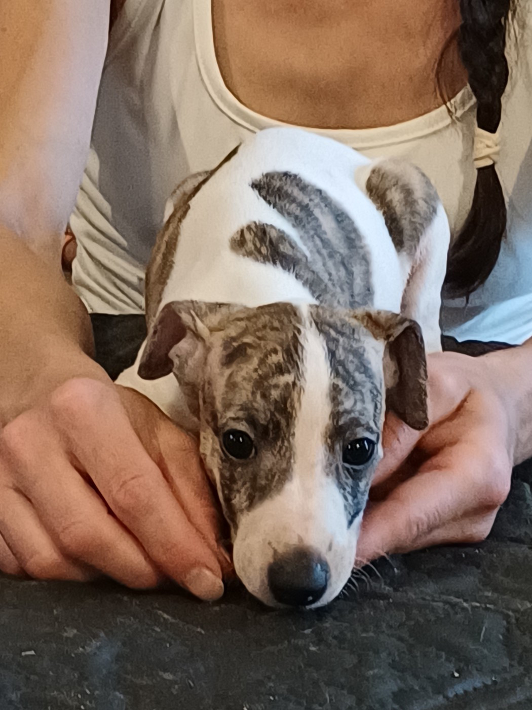 De Lev'horse - Chiots disponibles - Whippet