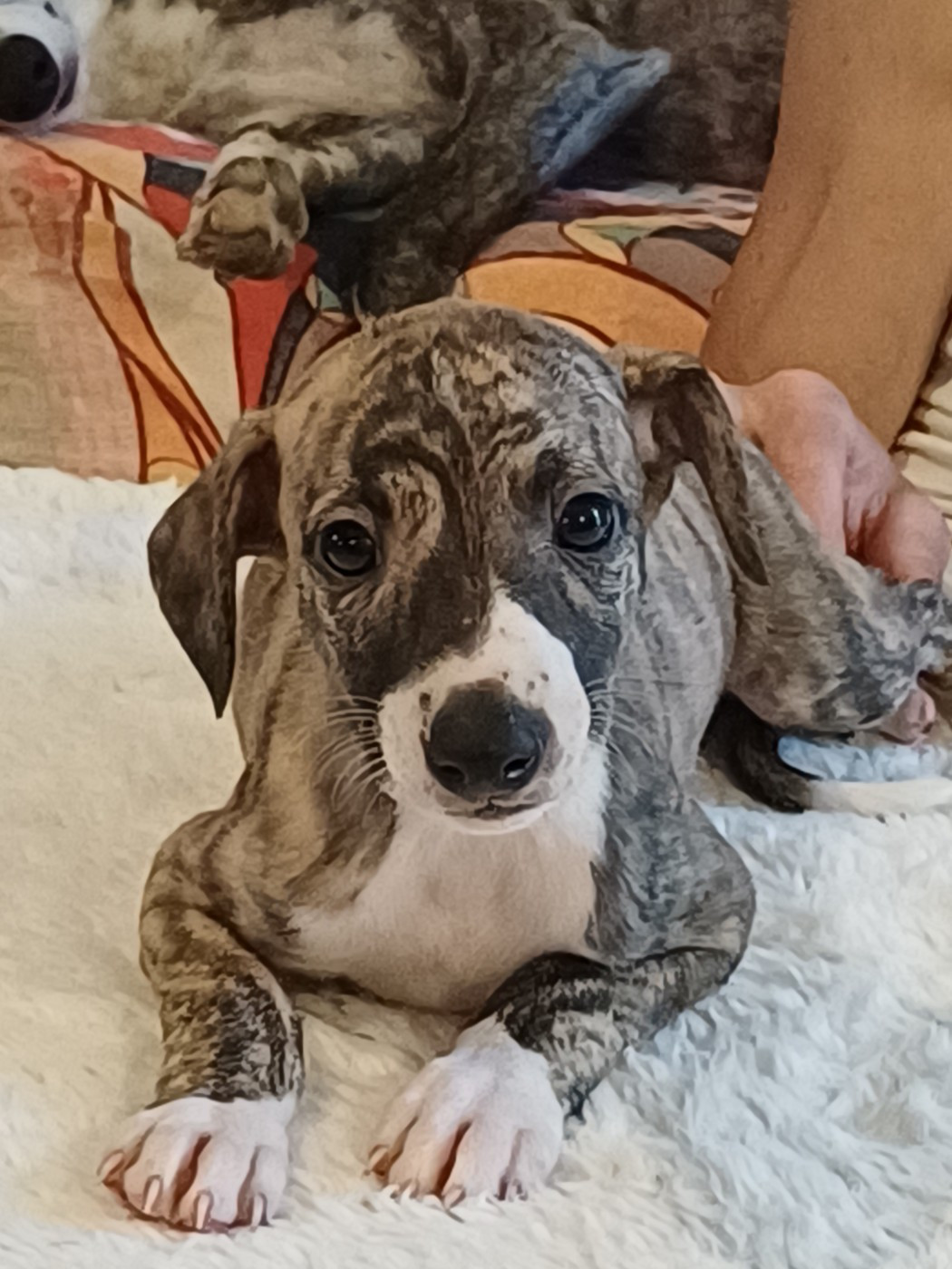 De Lev'horse - Chiots disponibles - Whippet