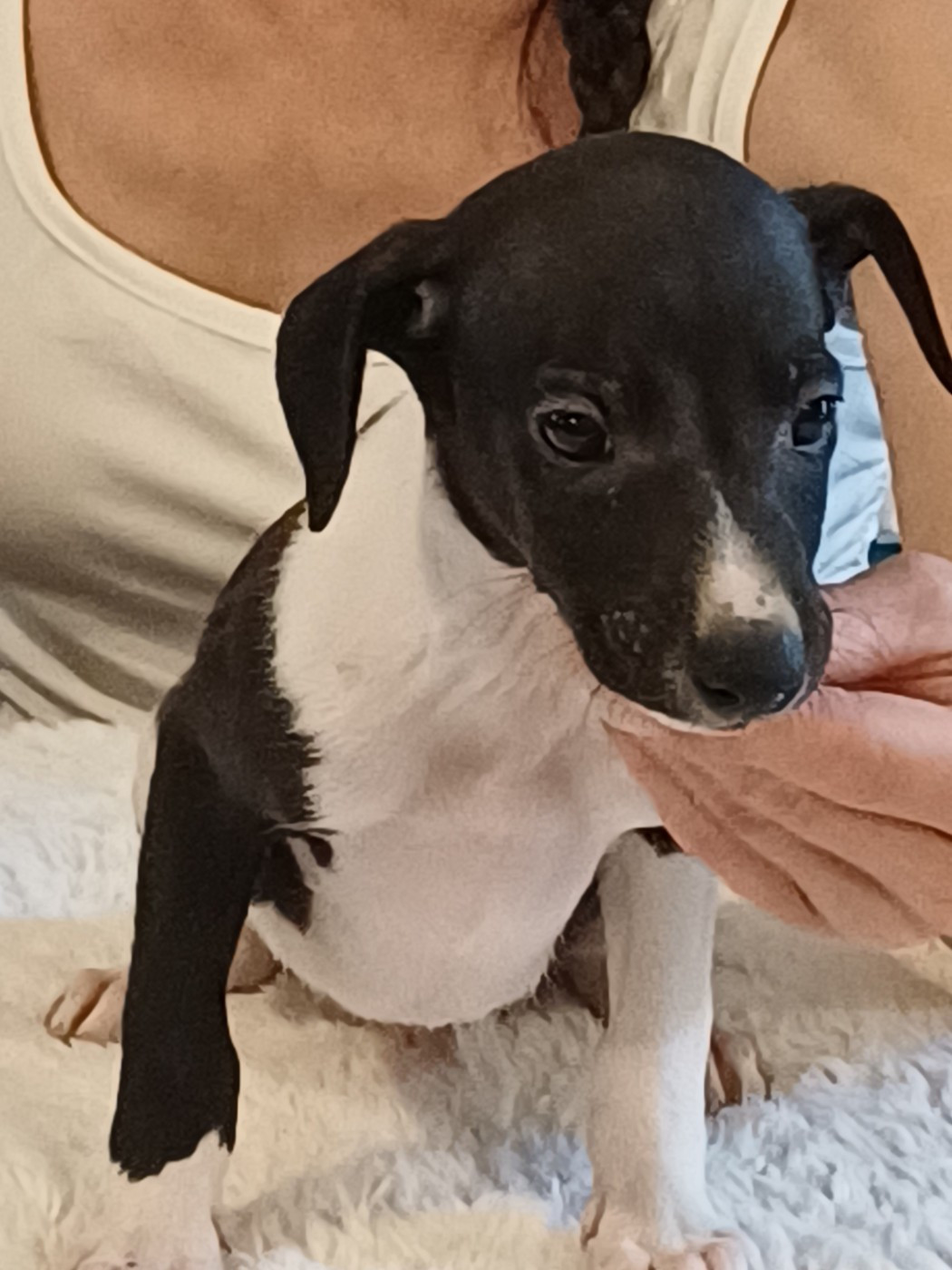 De Lev'horse - Chiots disponibles - Whippet