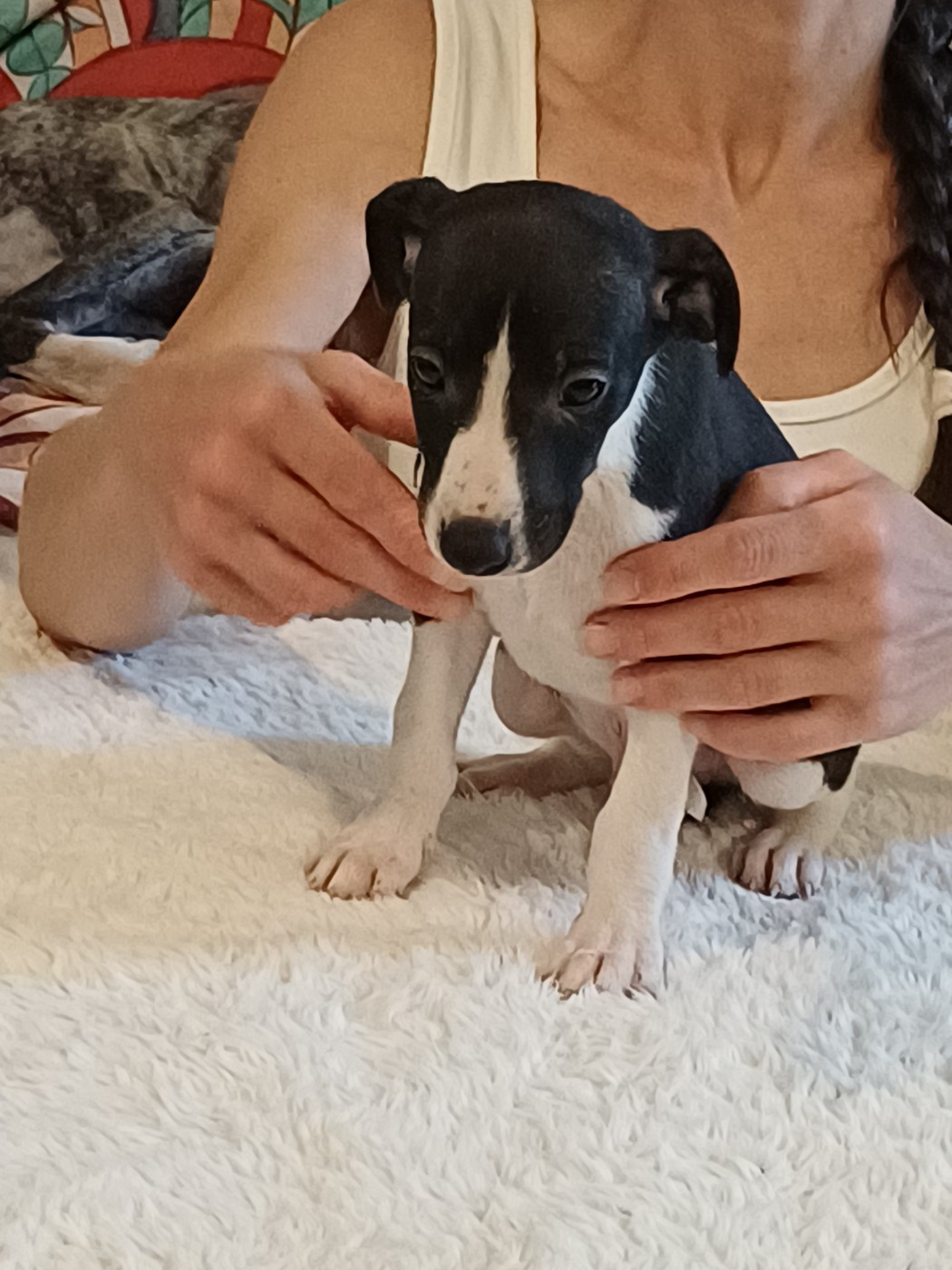 De Lev'horse - Chiots disponibles - Whippet
