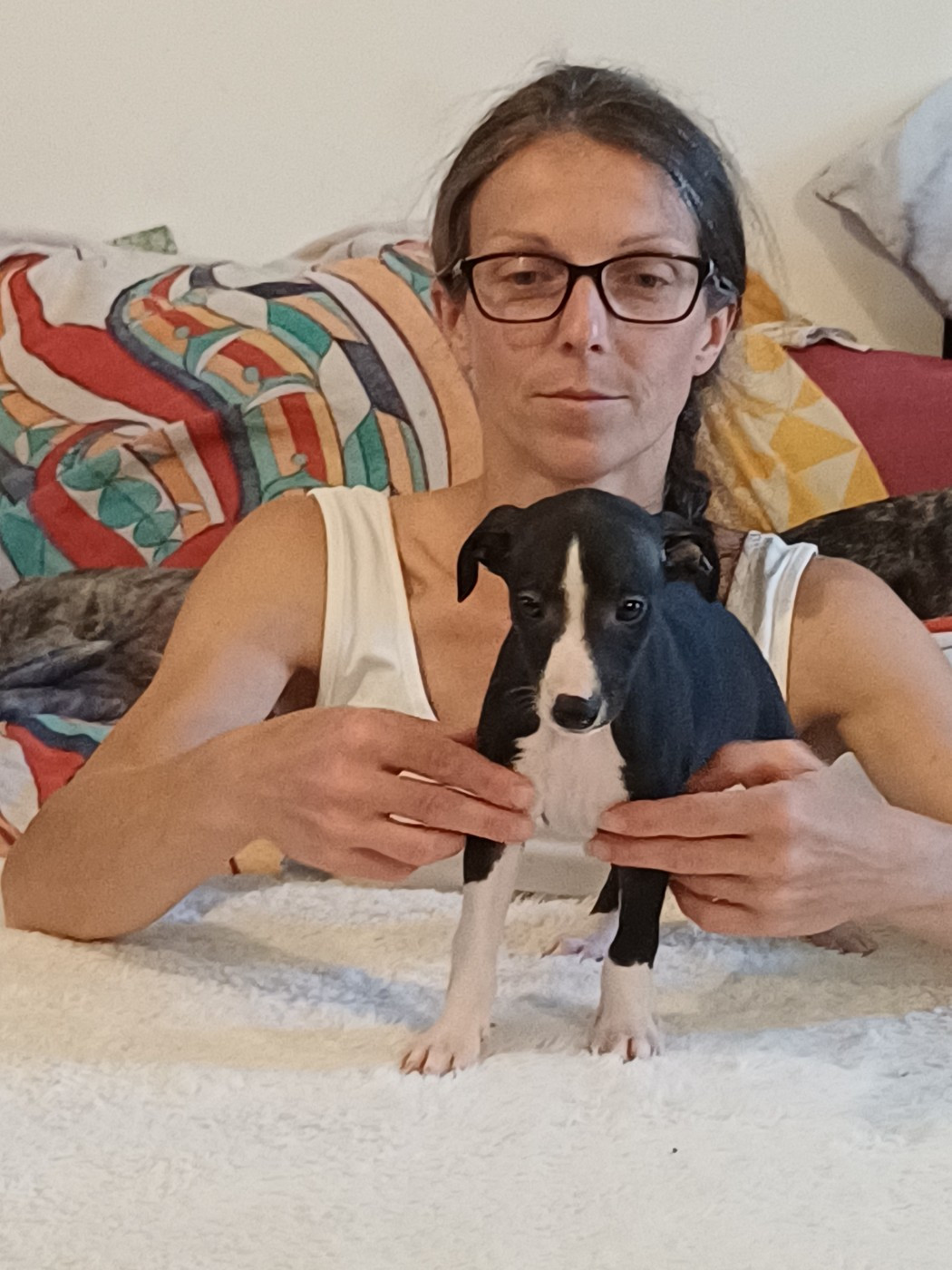 De Lev'horse - Chiots disponibles - Whippet