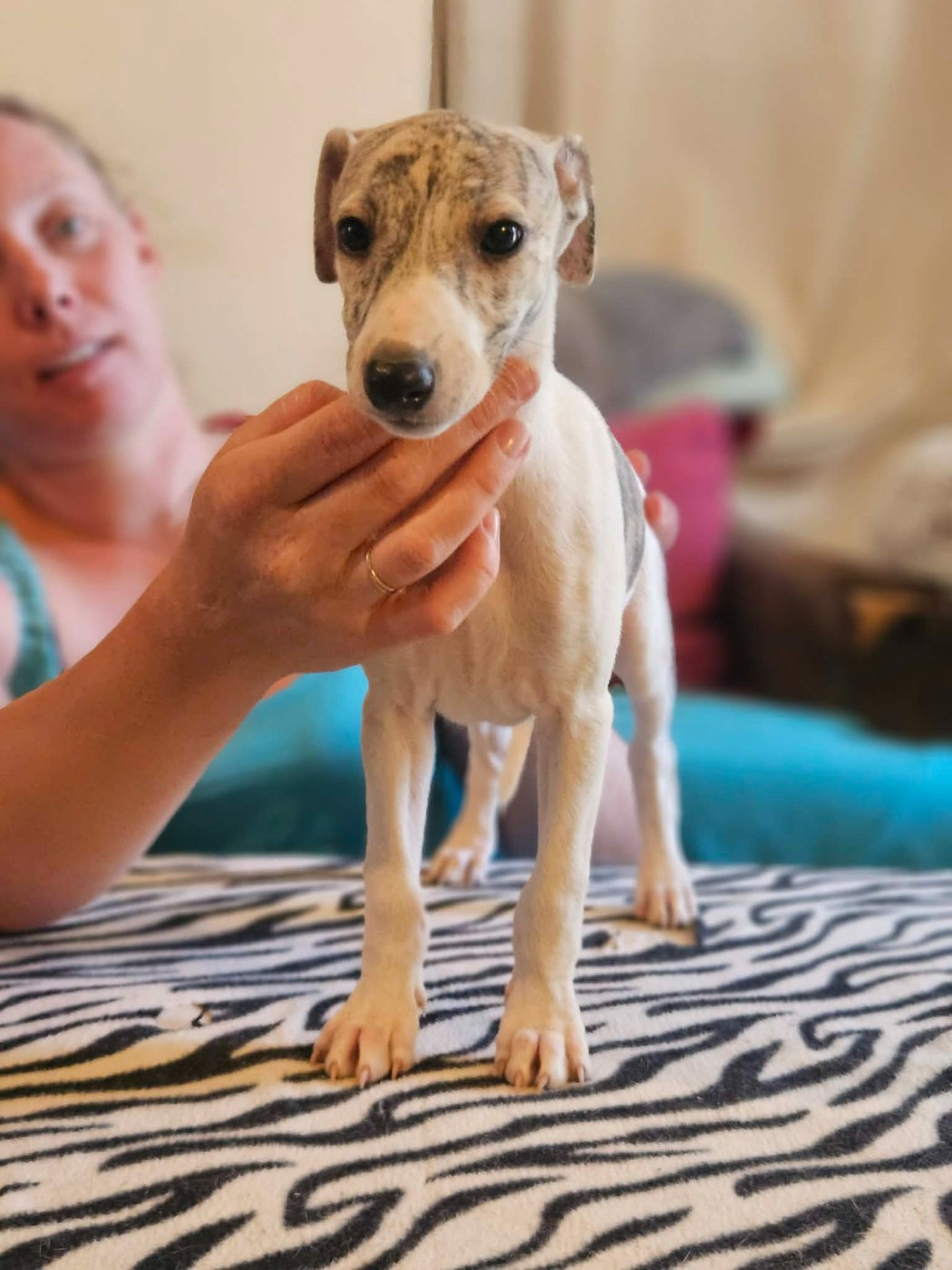 De Lev'horse - Chiots disponibles - Whippet