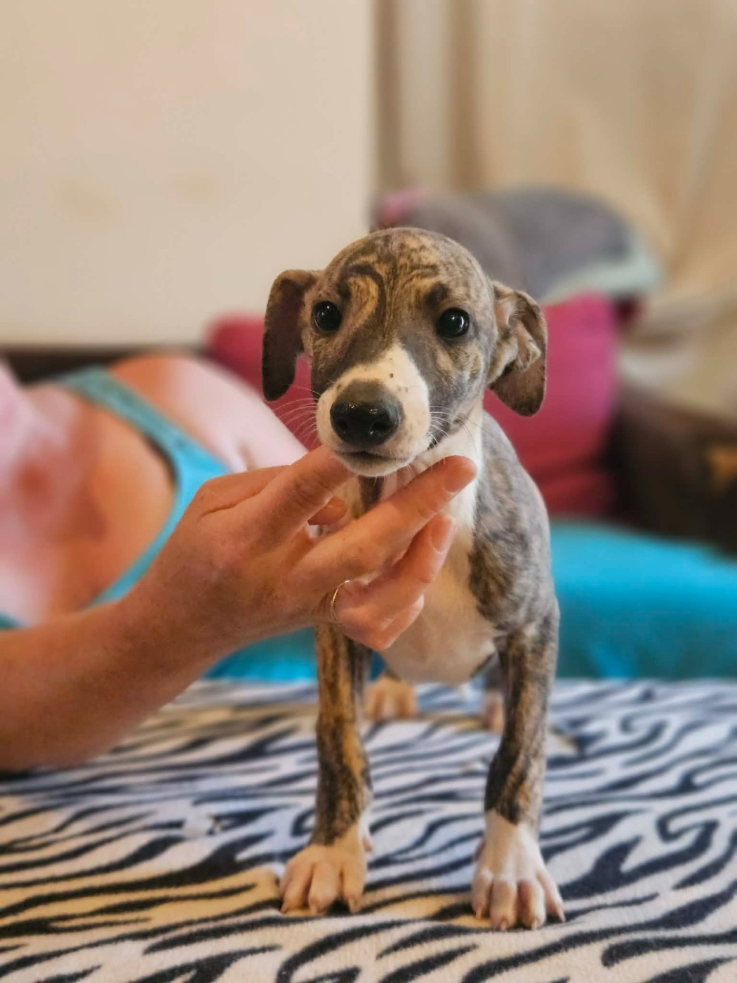 De Lev'horse - Chiots disponibles - Whippet