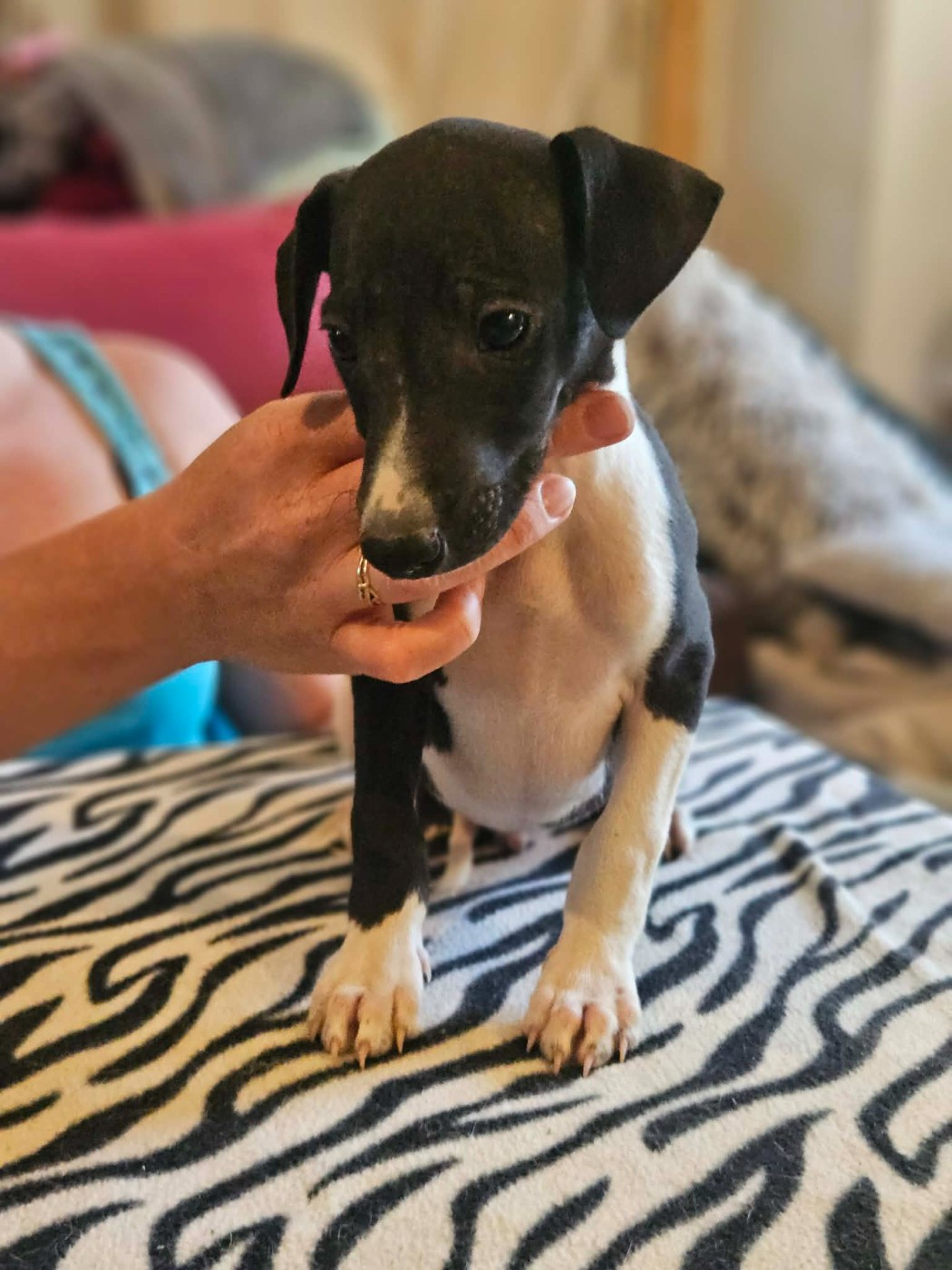 De Lev'horse - Chiots disponibles - Whippet