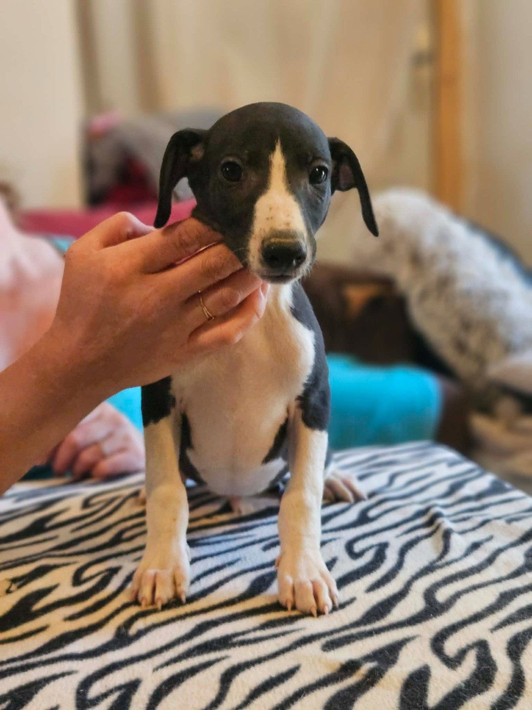 De Lev'horse - Chiots disponibles - Whippet
