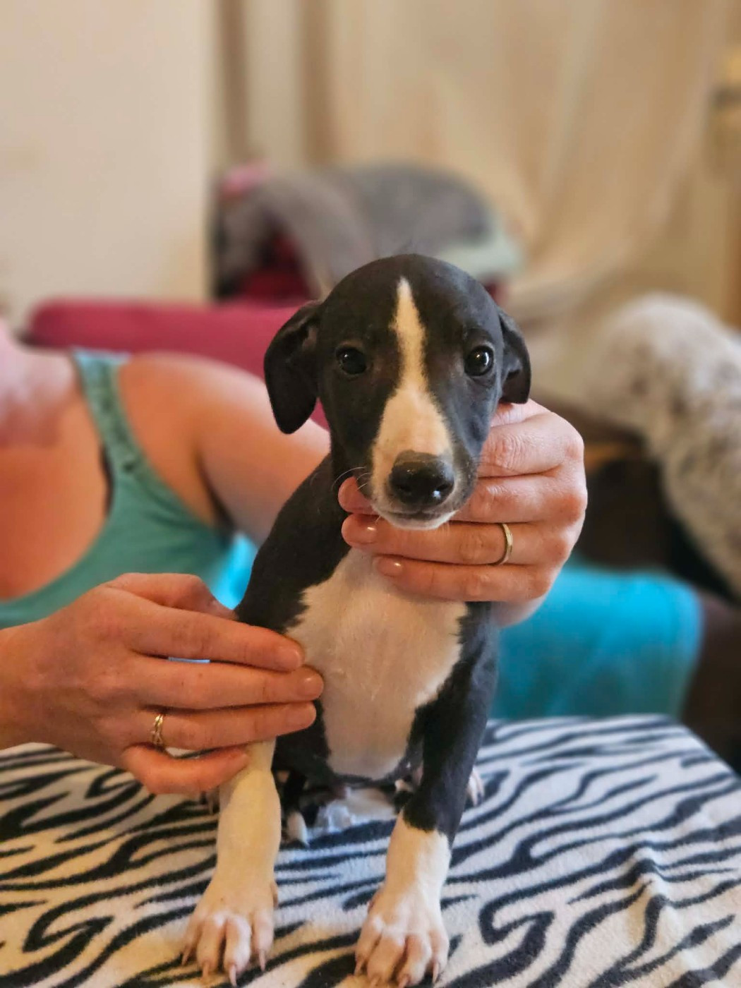 De Lev'horse - Chiots disponibles - Whippet
