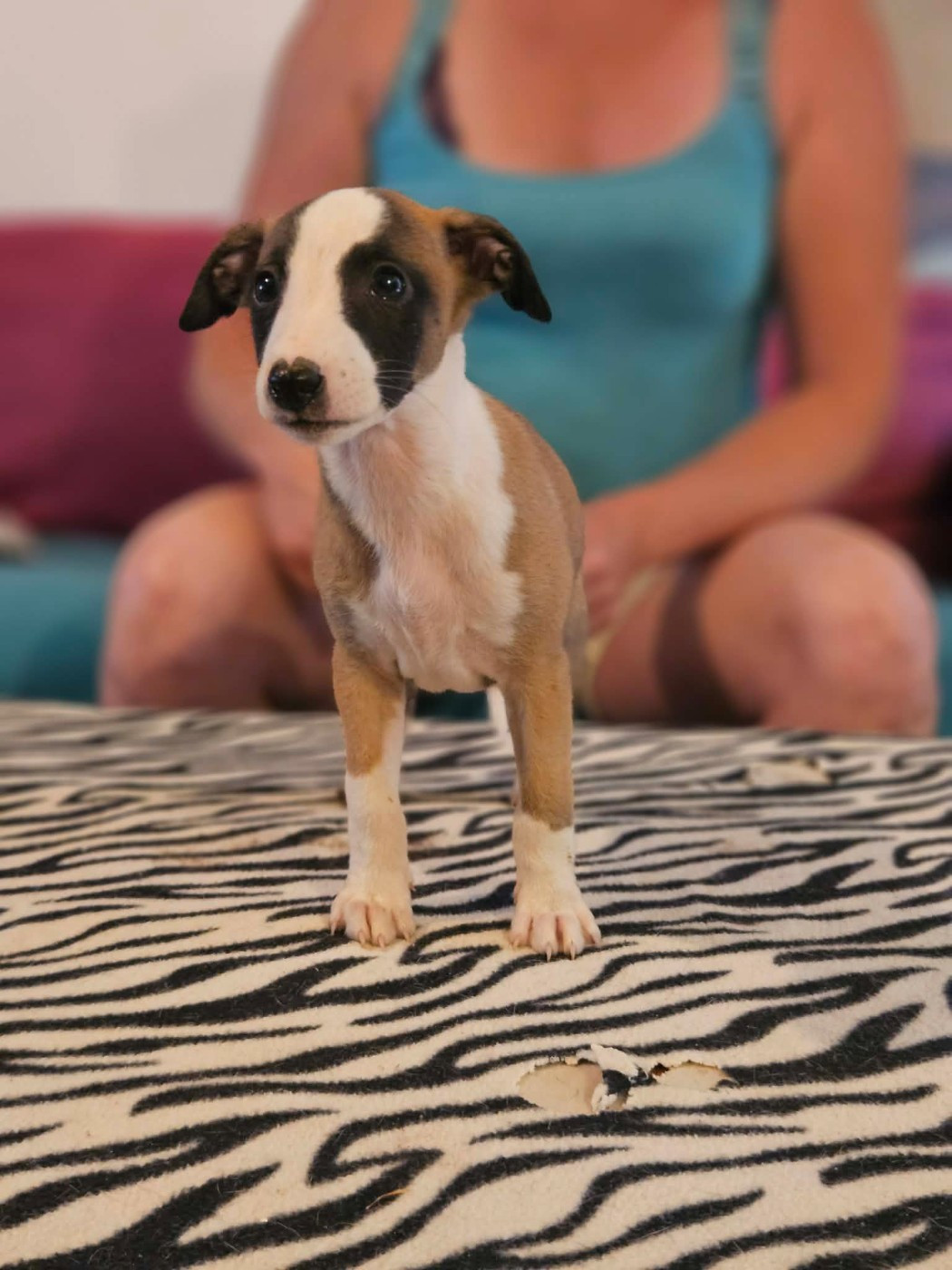 De Lev'horse - Chiots disponibles - Whippet