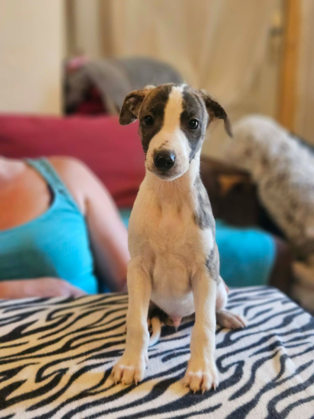De Lev'horse - Chiots disponibles - Whippet