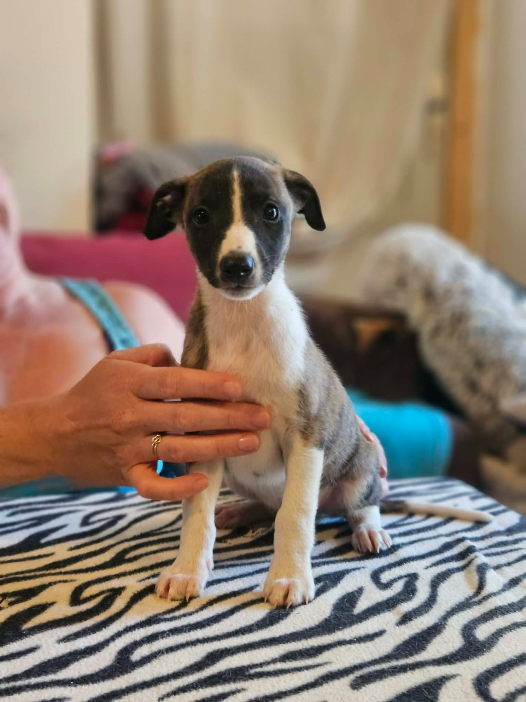 De Lev'horse - Chiots disponibles - Whippet