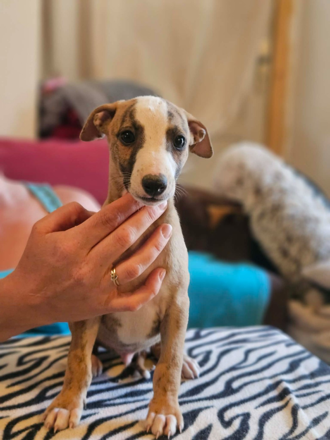 De Lev'horse - Chiots disponibles - Whippet