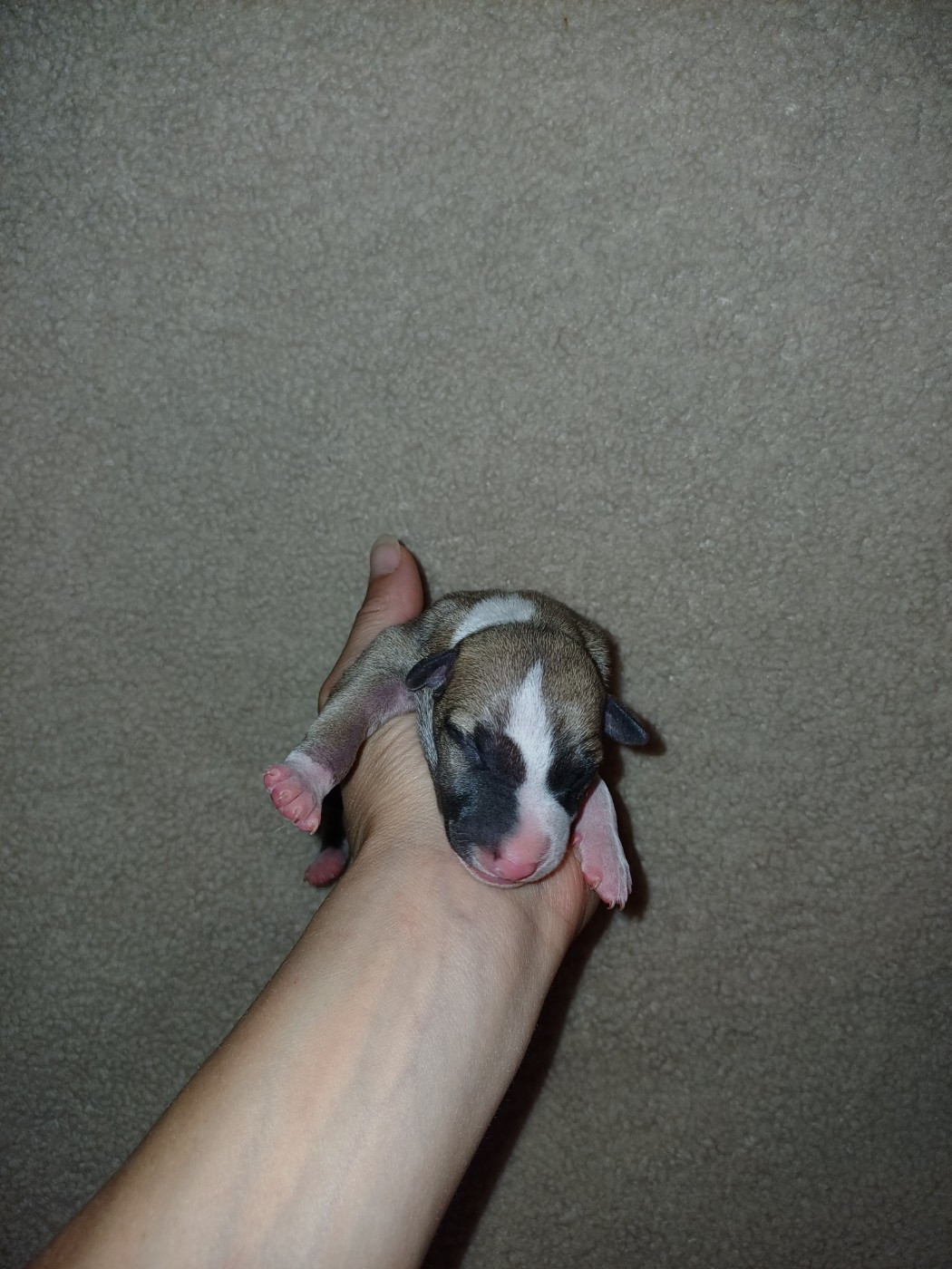 De Lev'horse - Chiots disponibles - Whippet