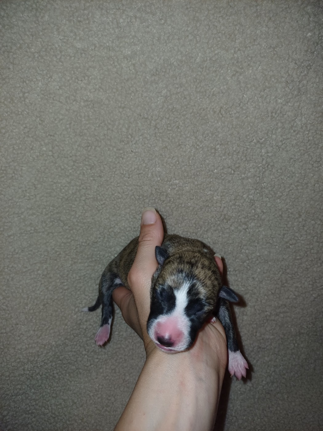 De Lev'horse - Chiots disponibles - Whippet