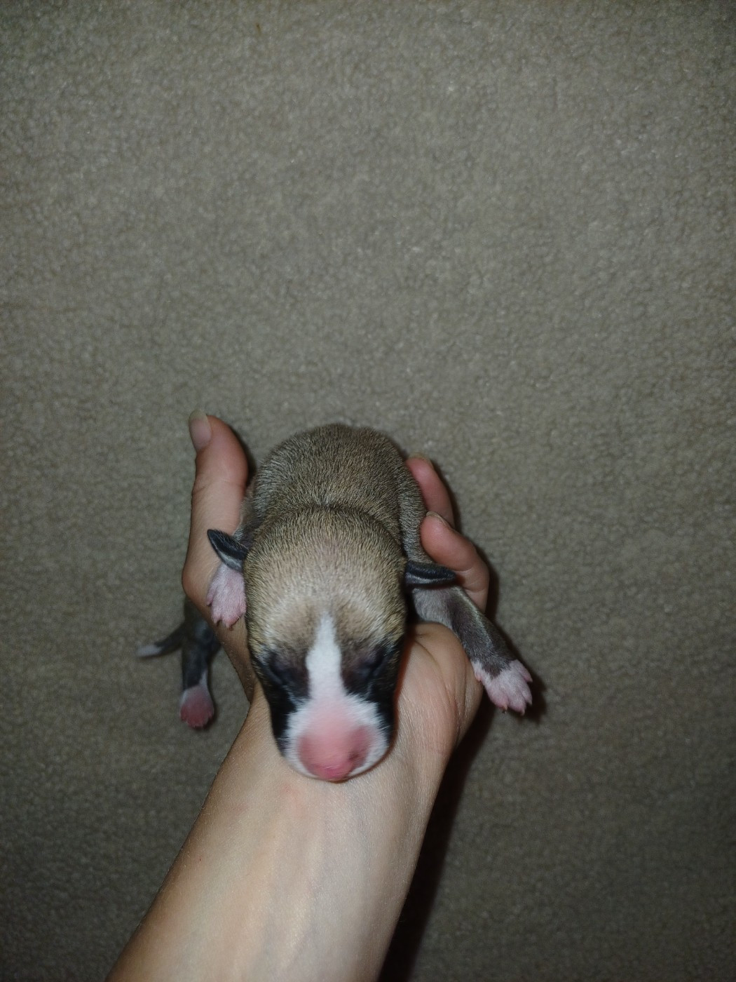 De Lev'horse - Chiots disponibles - Whippet