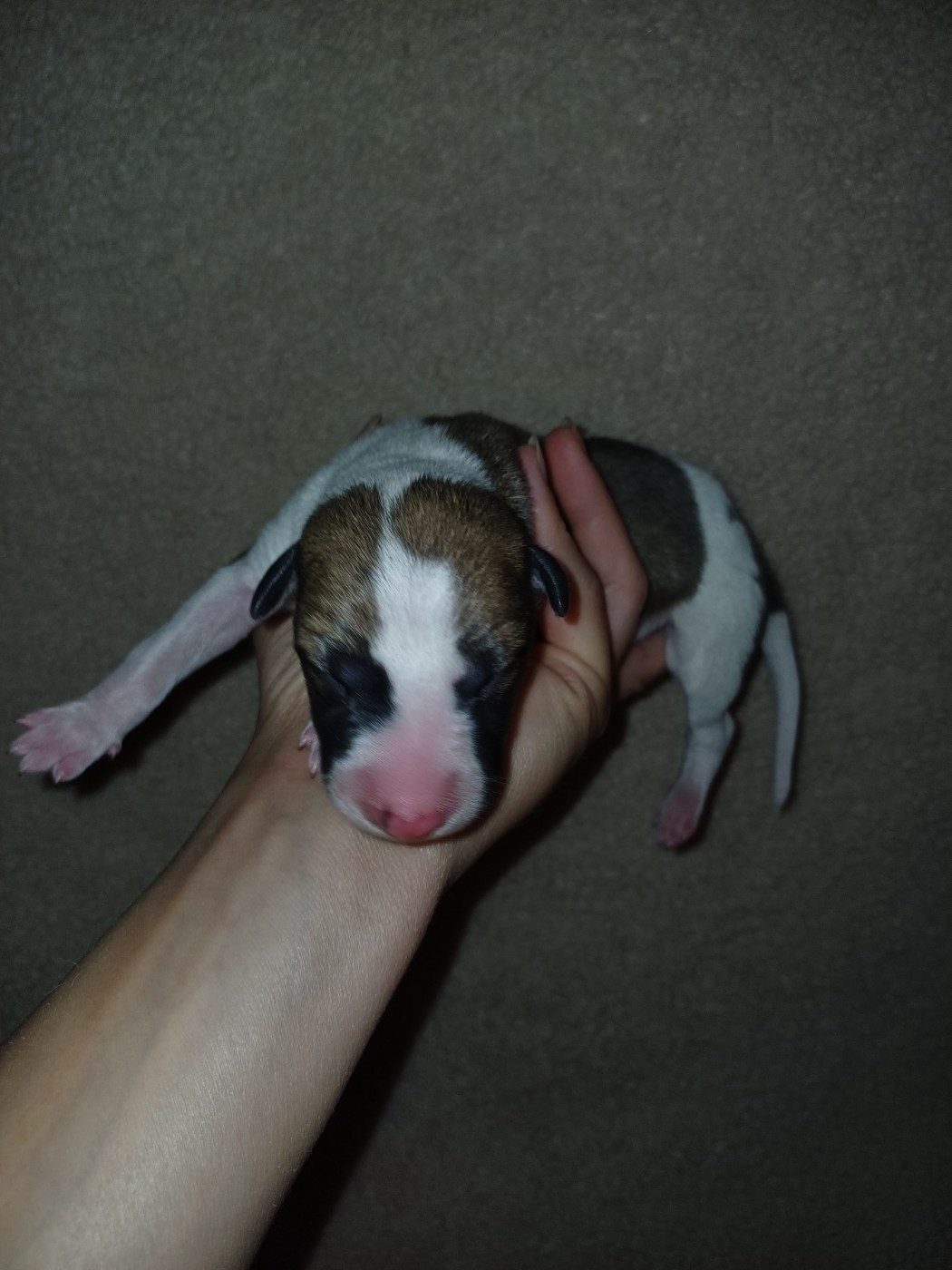 De Lev'horse - Chiots disponibles - Whippet
