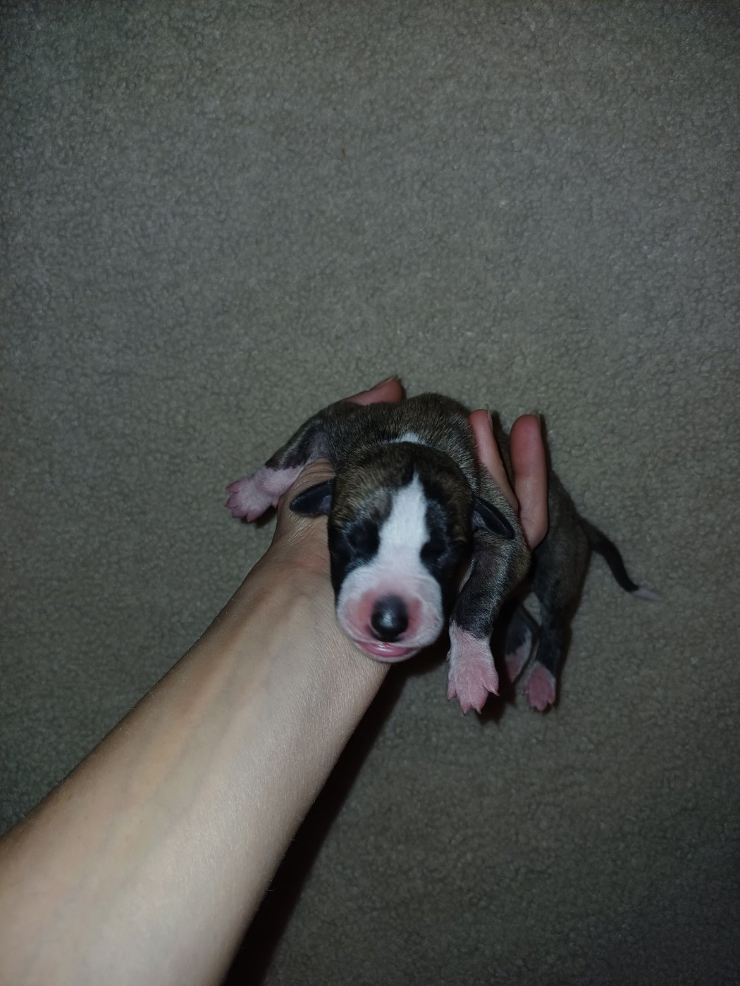 De Lev'horse - Chiots disponibles - Whippet