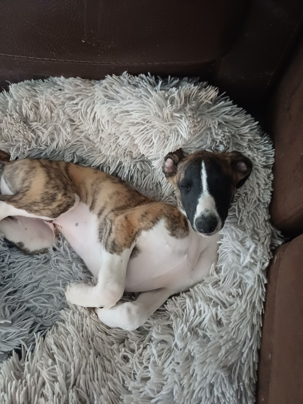 De Lev'horse - Chiots disponibles - Whippet