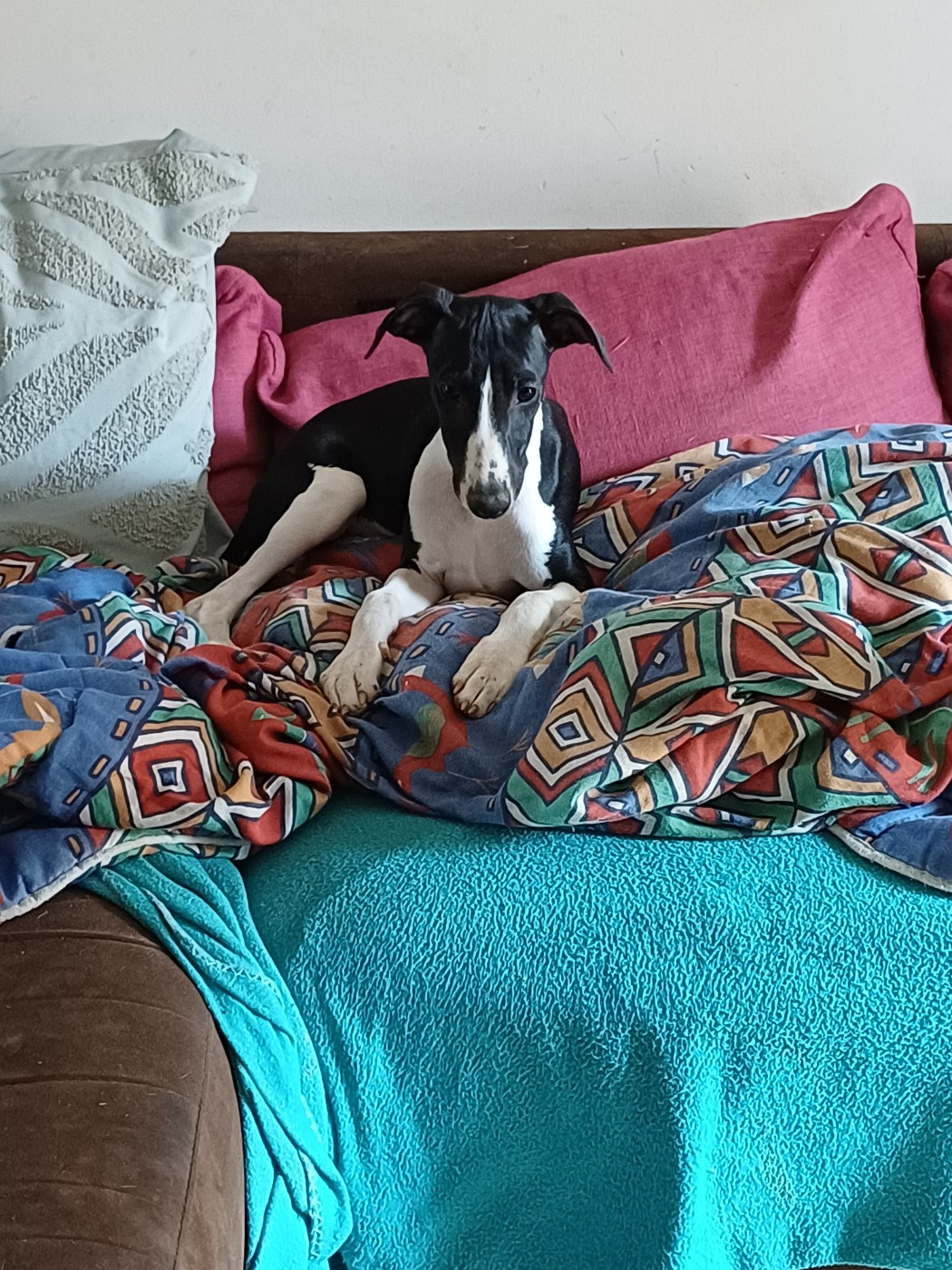 De Lev'horse - Chiots disponibles - Whippet