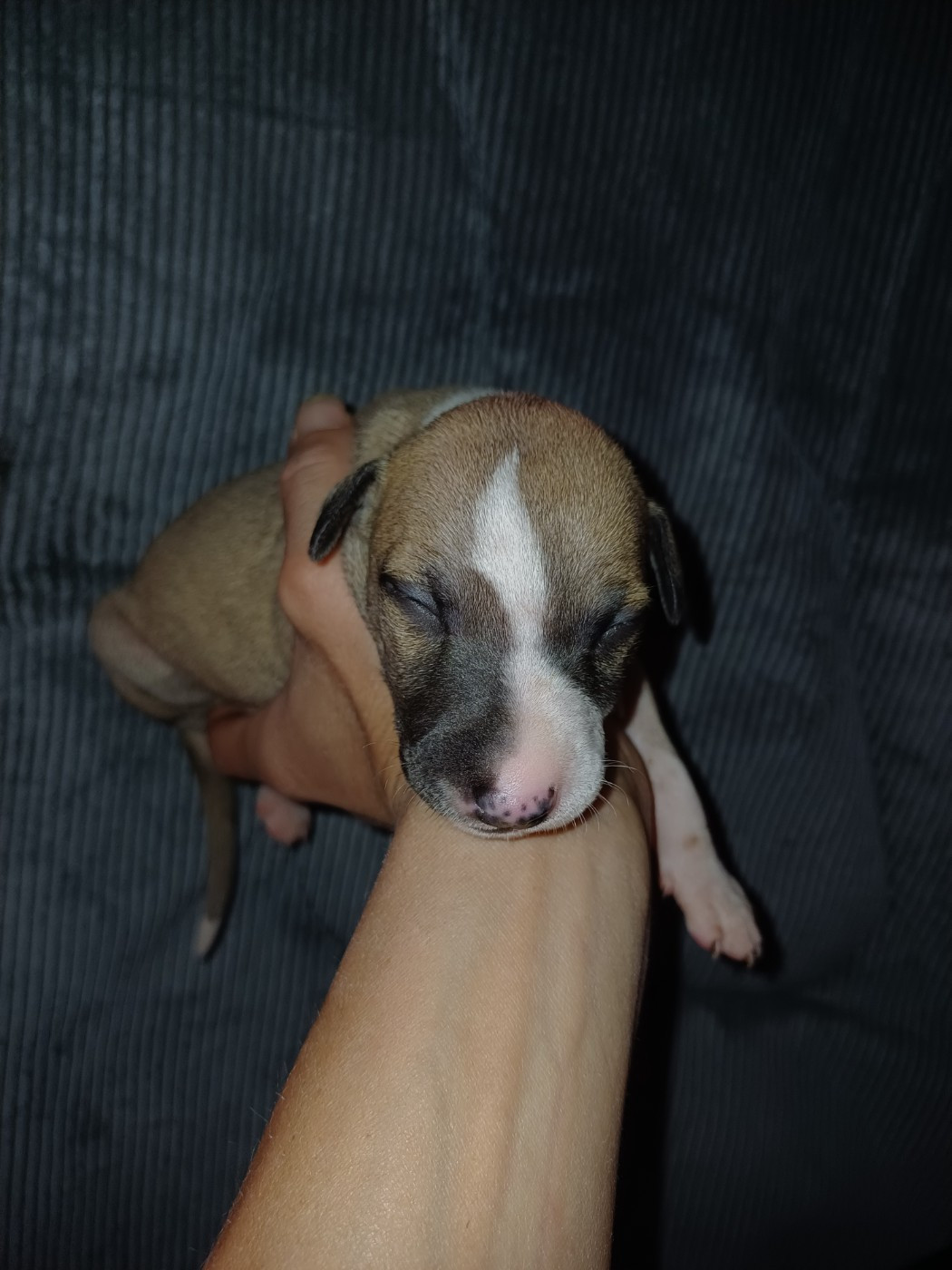 De Lev'horse - Chiots disponibles - Whippet