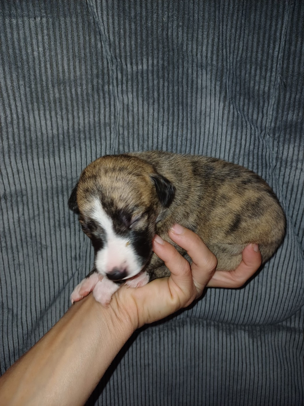 De Lev'horse - Chiots disponibles - Whippet