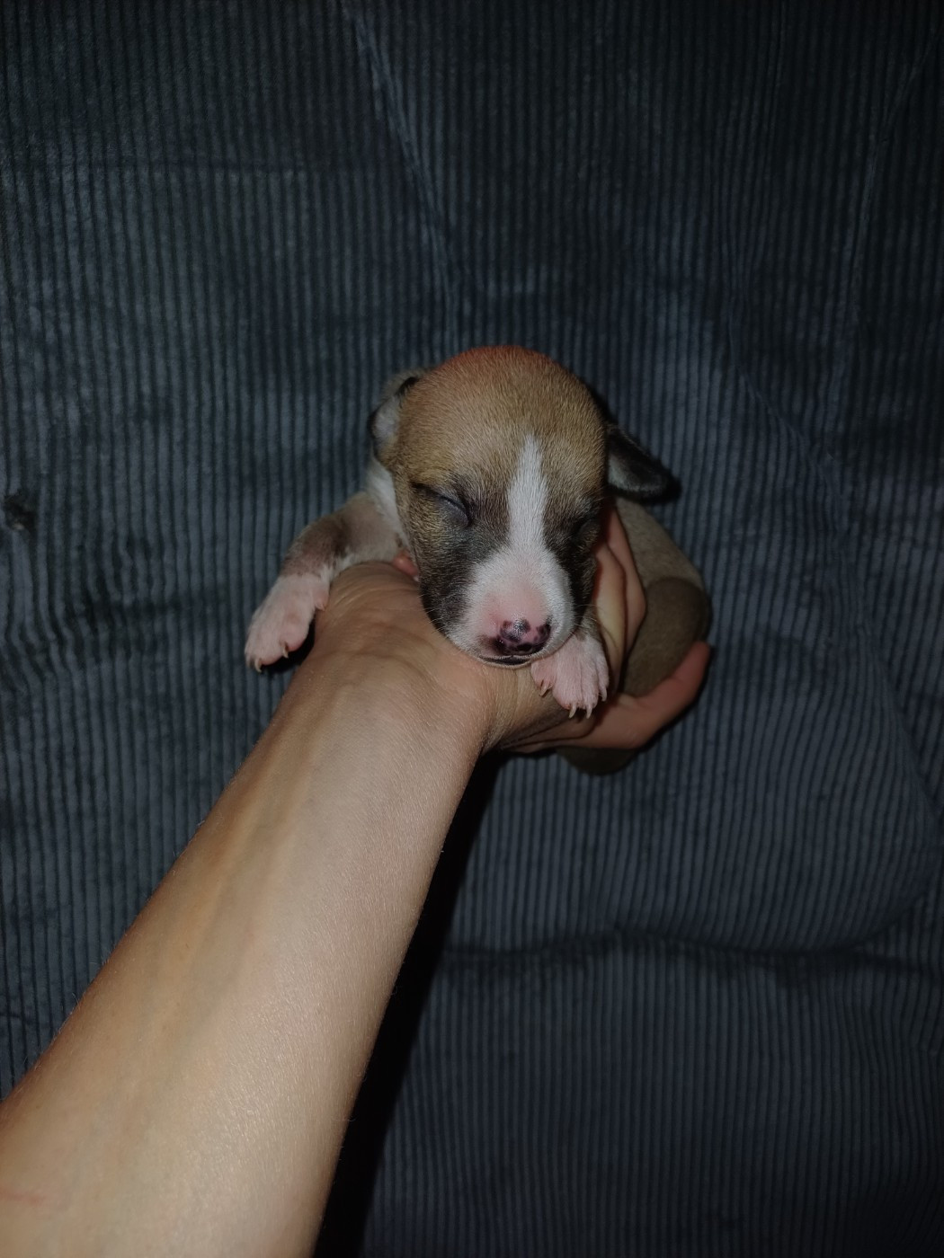 De Lev'horse - Chiots disponibles - Whippet