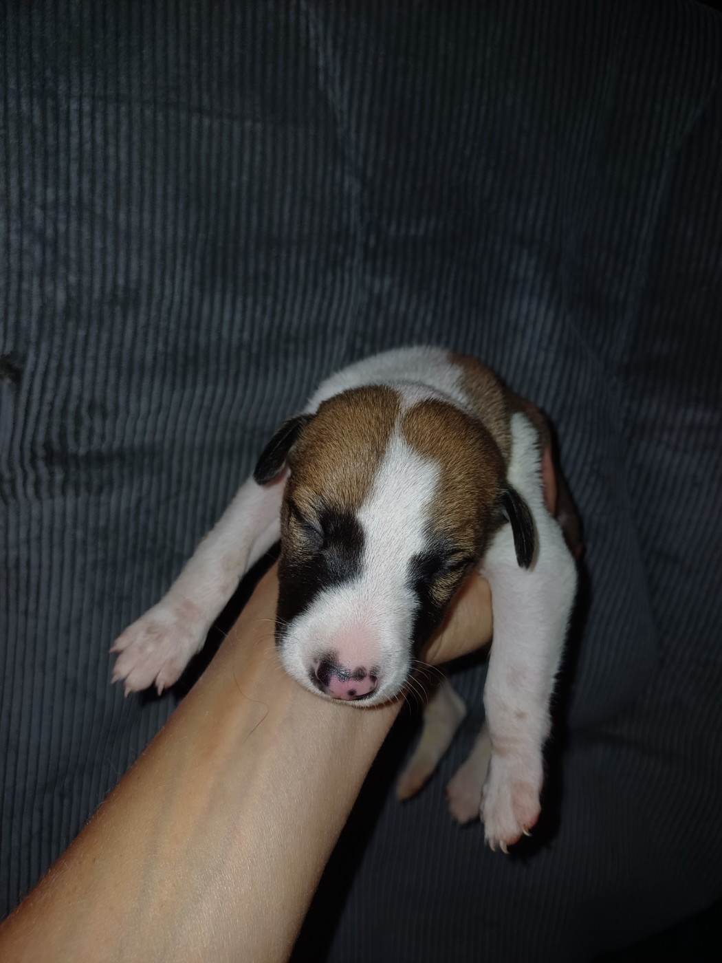 De Lev'horse - Chiots disponibles - Whippet