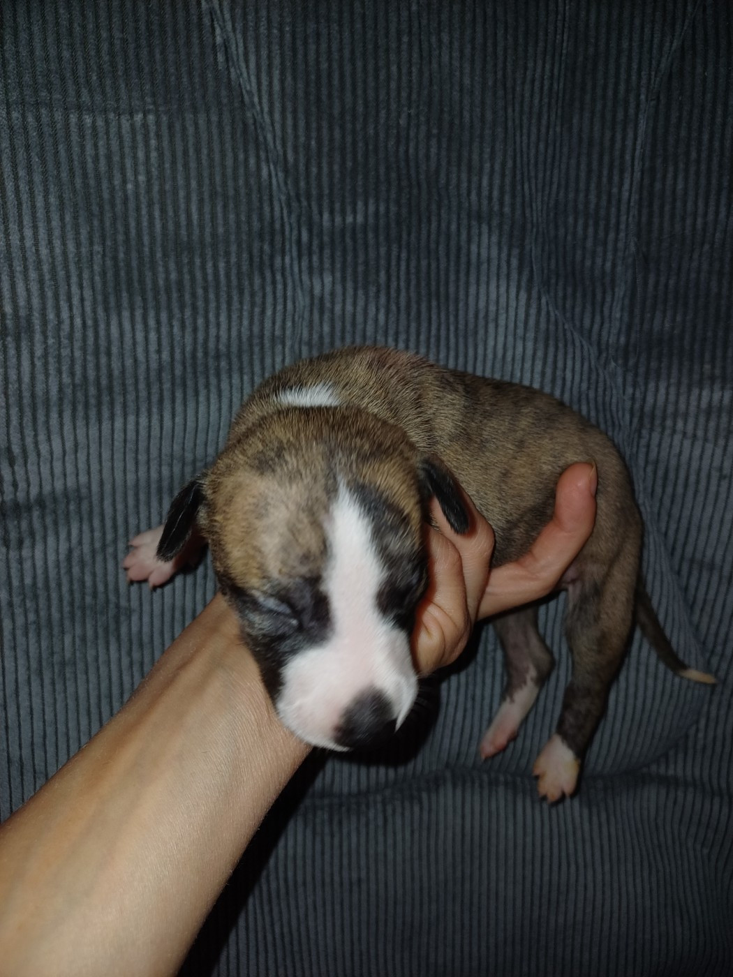 De Lev'horse - Chiots disponibles - Whippet
