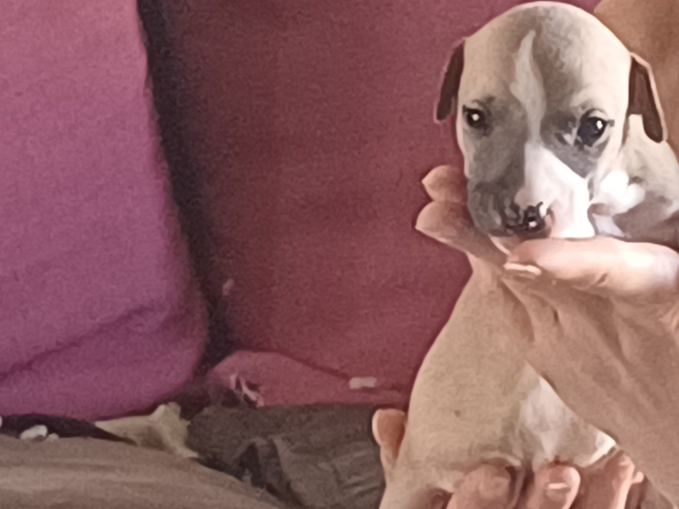 De Lev'horse - Chiots disponibles - Whippet