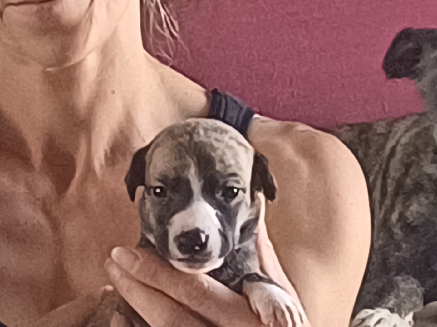 De Lev'horse - Chiots disponibles - Whippet
