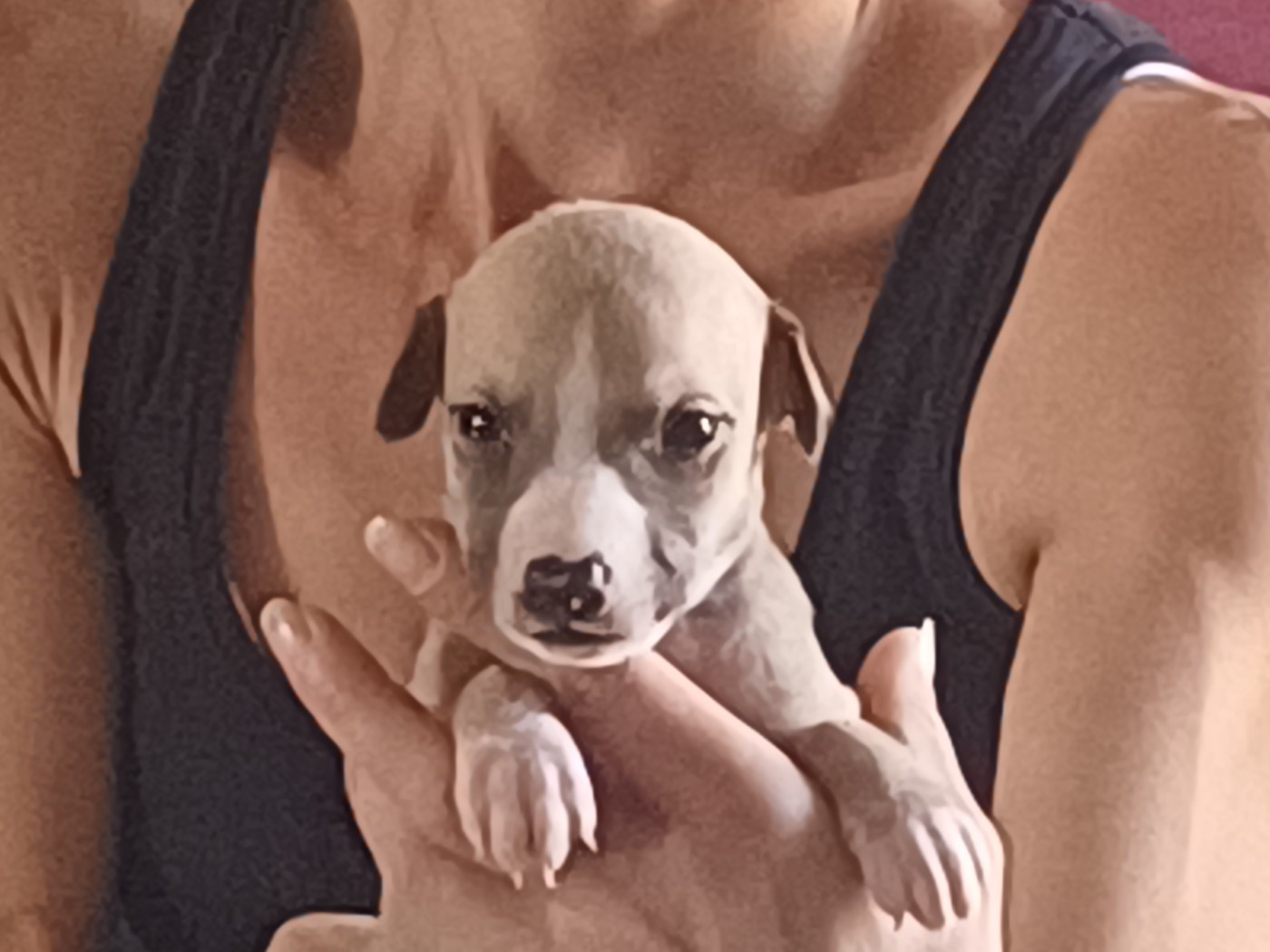 De Lev'horse - Chiots disponibles - Whippet